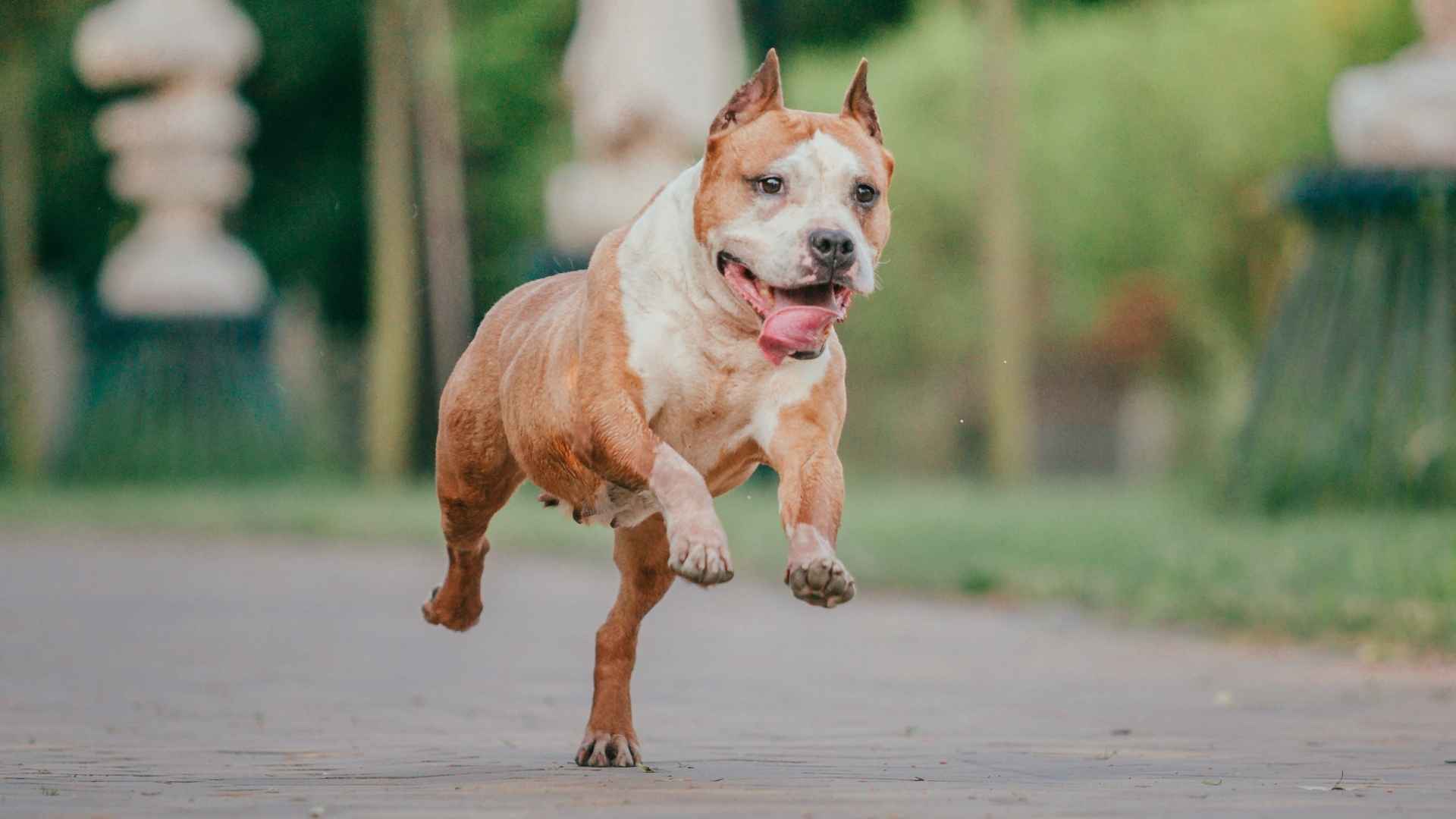 7 Best Running Machine Dog Breeds For Active Lifestyles