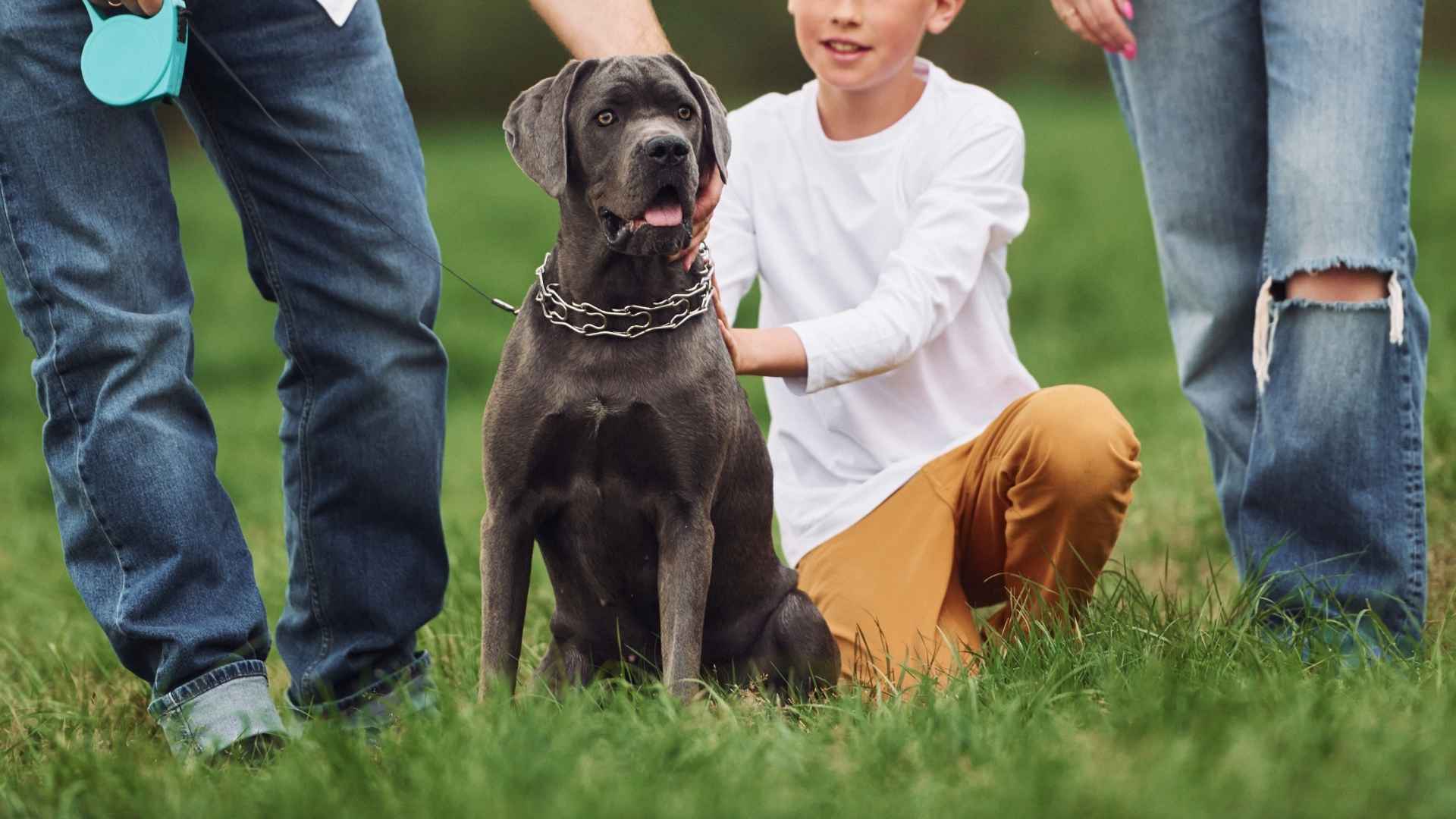 7 Most Alert Family Dog Breeds That Protect and Adore Your Loved Ones