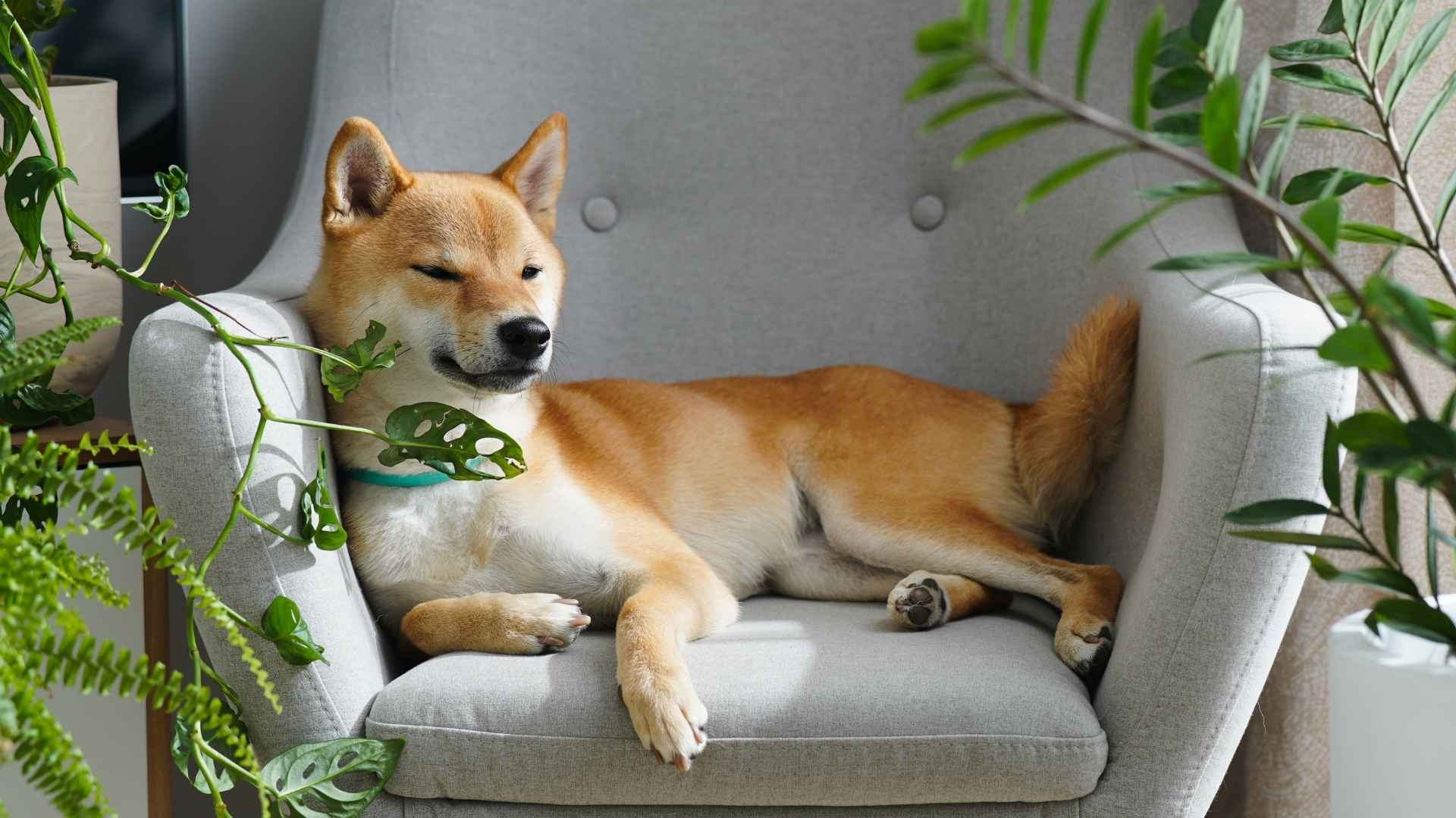 7 Most Calm and Collected Dog Breeds That Understand You!