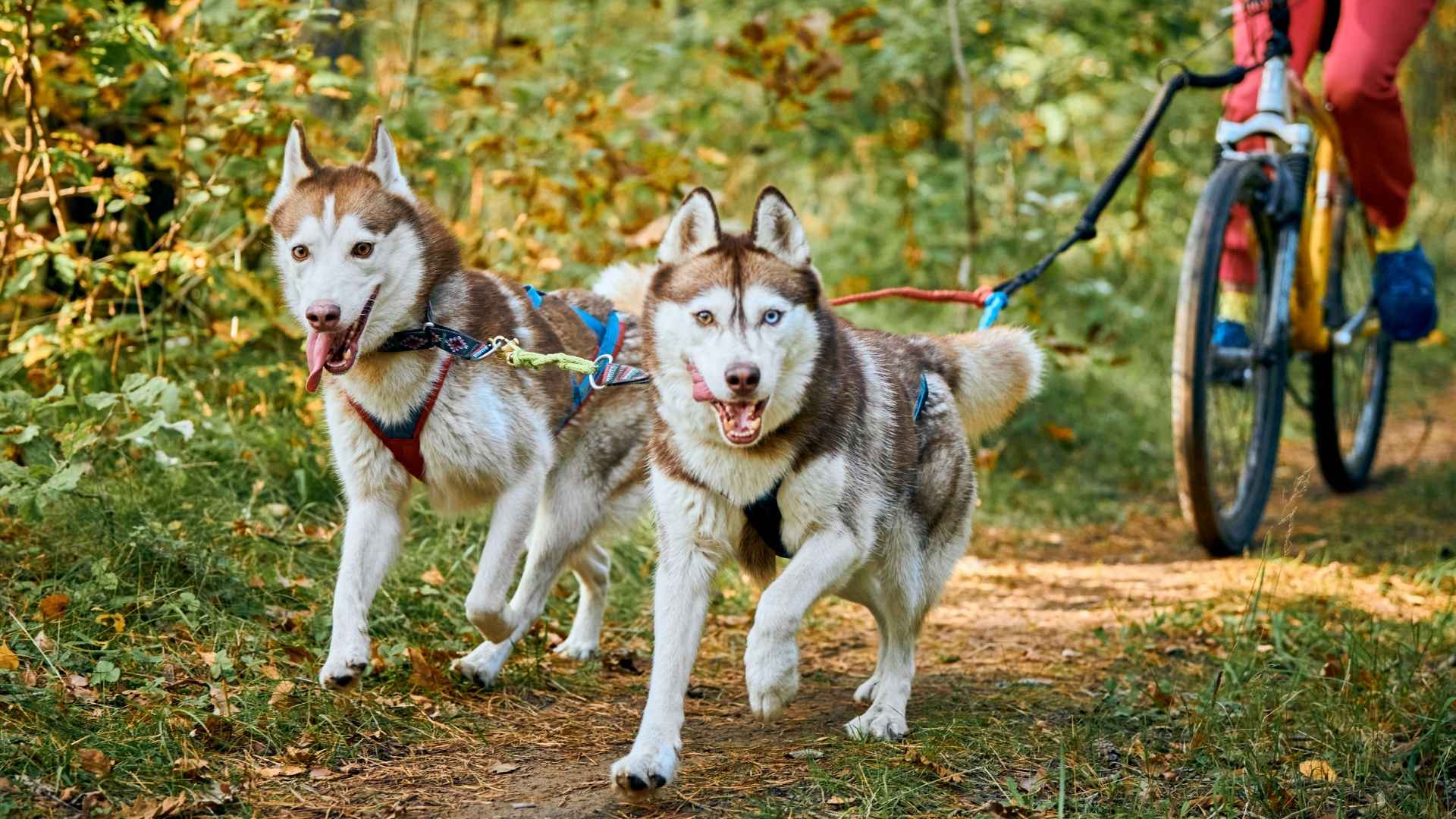 7 Most Conditioned Dog Breeds That Excel in Fitness and Performance