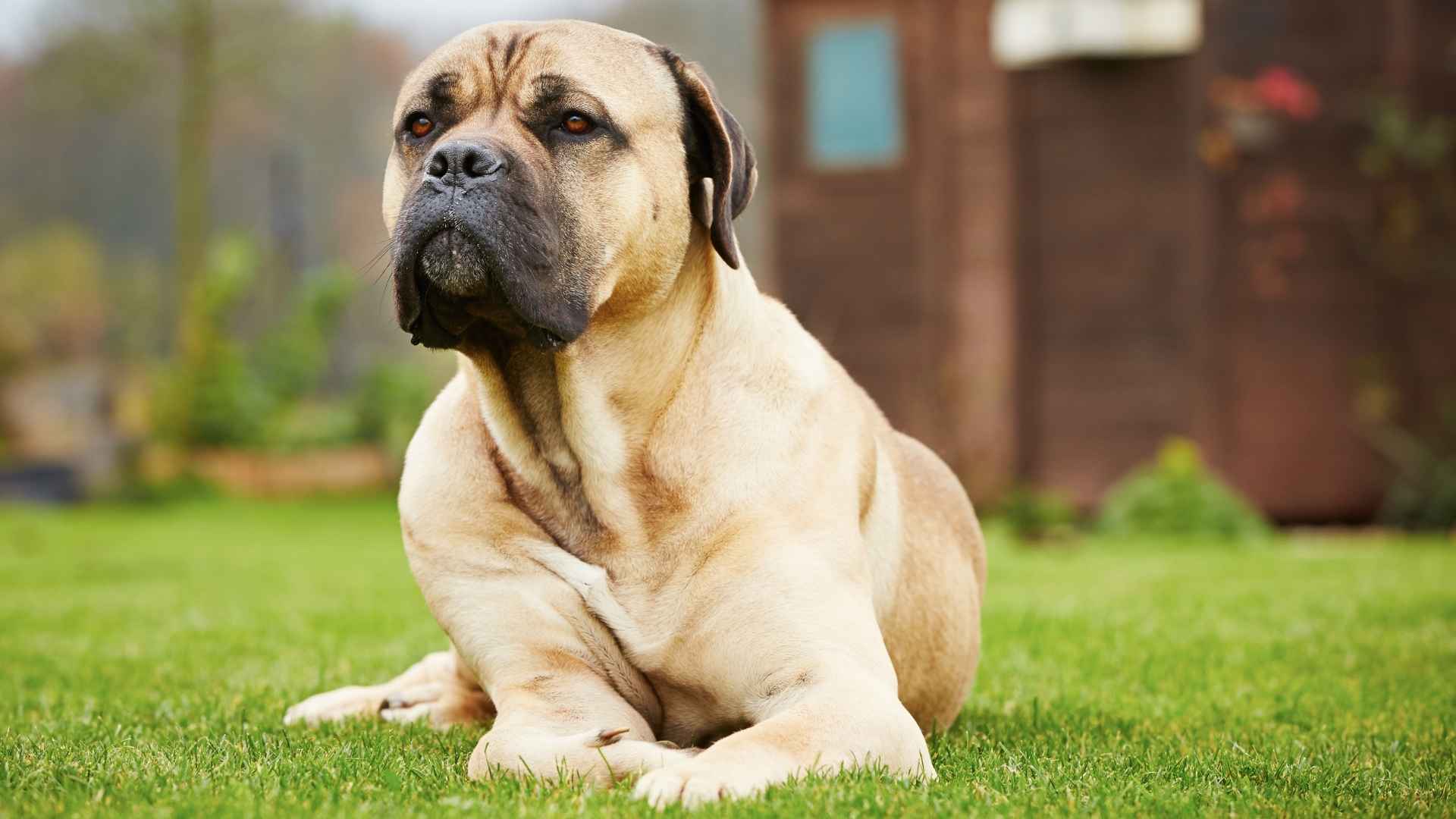 7 Most Docile Guard Dog Breeds: Sweet Yet Fierce!