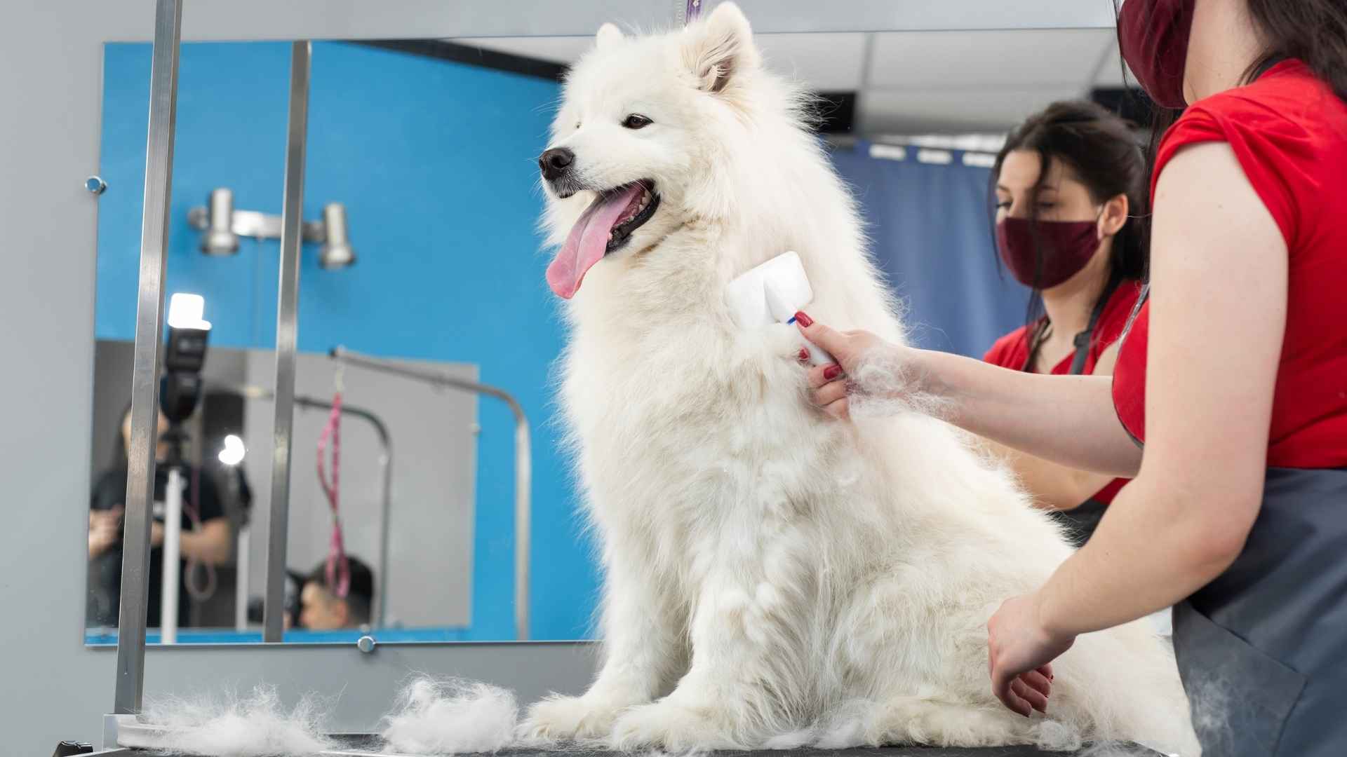7 Most Excessive Fur Loss Dog Breeds That Require Constant Cleaning