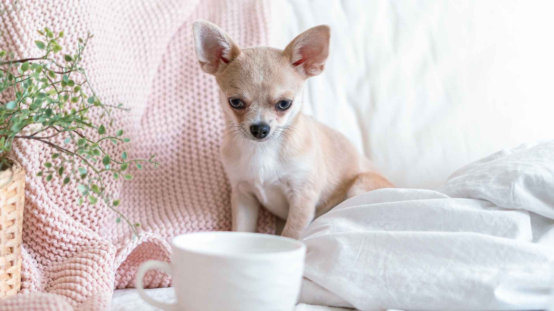 7 Most Independent Teacup Dog Breeds That Don’t Mind a Little Alone Time