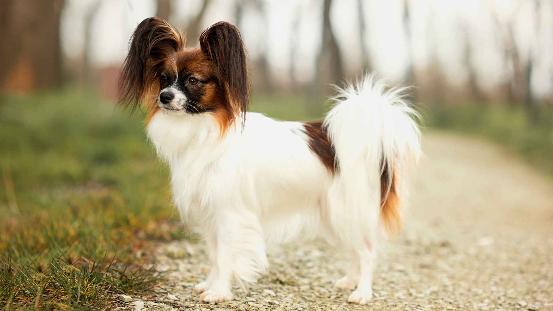 7 Most Independent and Aloof Dog Breeds