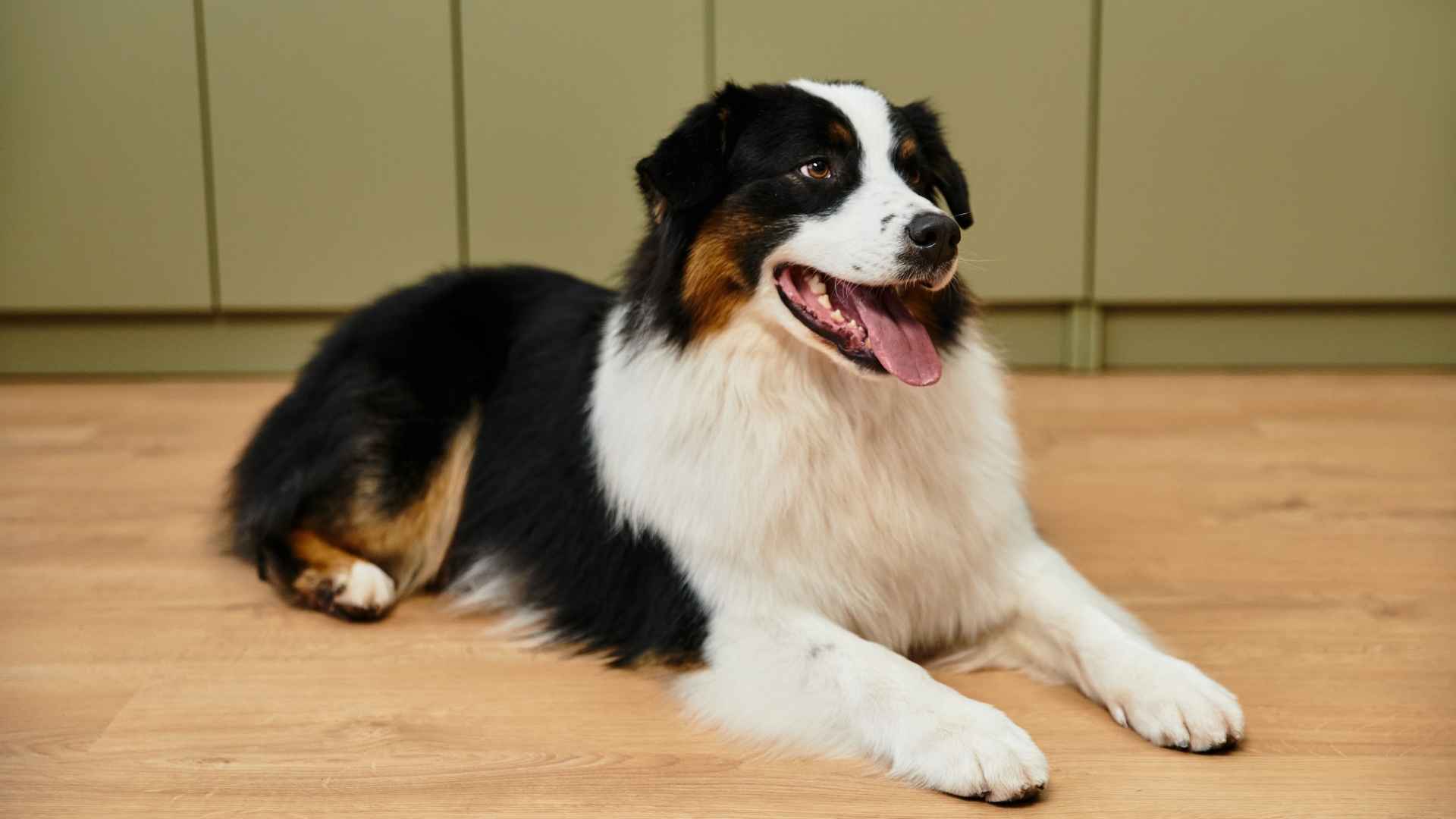 7 Most Independent and Low-Stimulation Dog Breeds for Relaxed Living