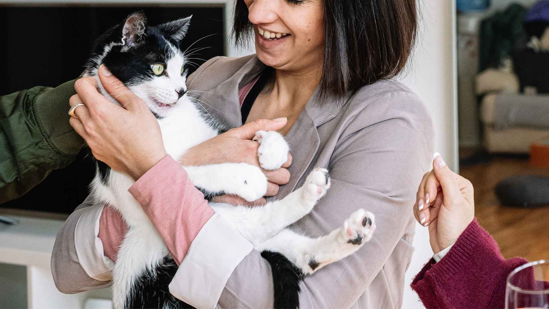 7 Most Lovable Cat Breeds That Love Human Interaction