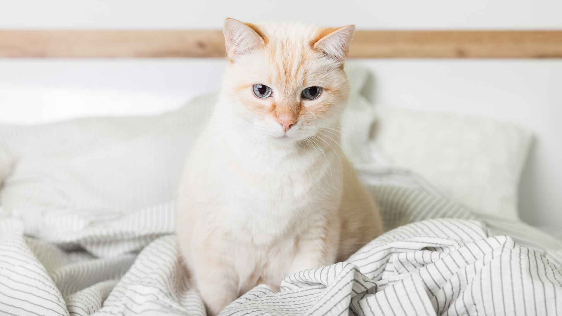 7 Pale Colored Cat Breeds That Steal Hearts