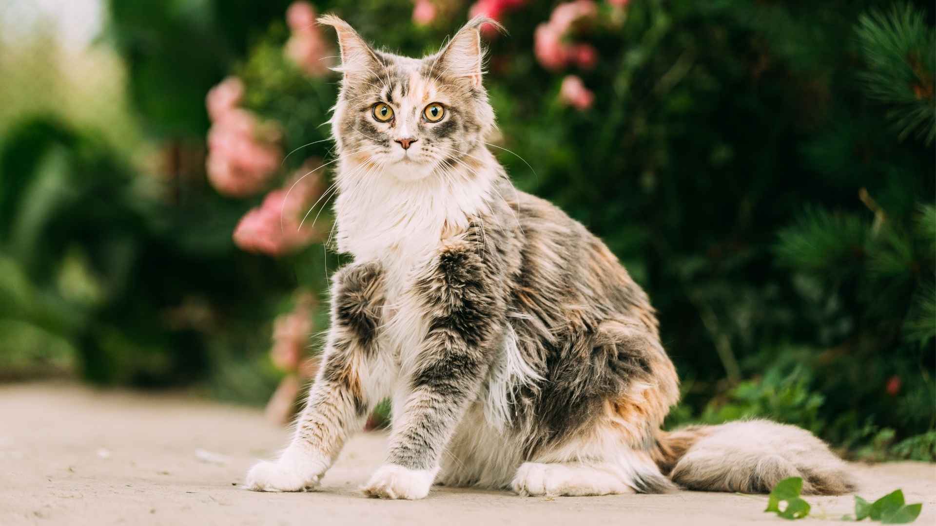 7 Regal House Cat Breeds That Elevate Your Home's Elegance