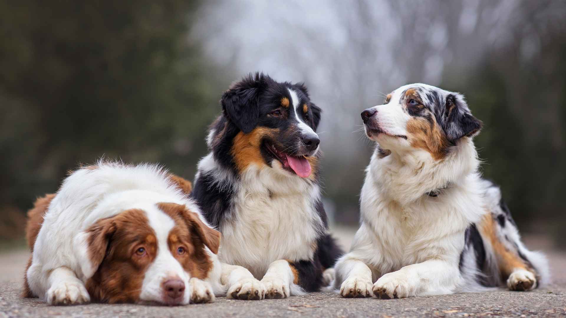 7 Relaxed Temperament Dog Breeds for Chill Companionship