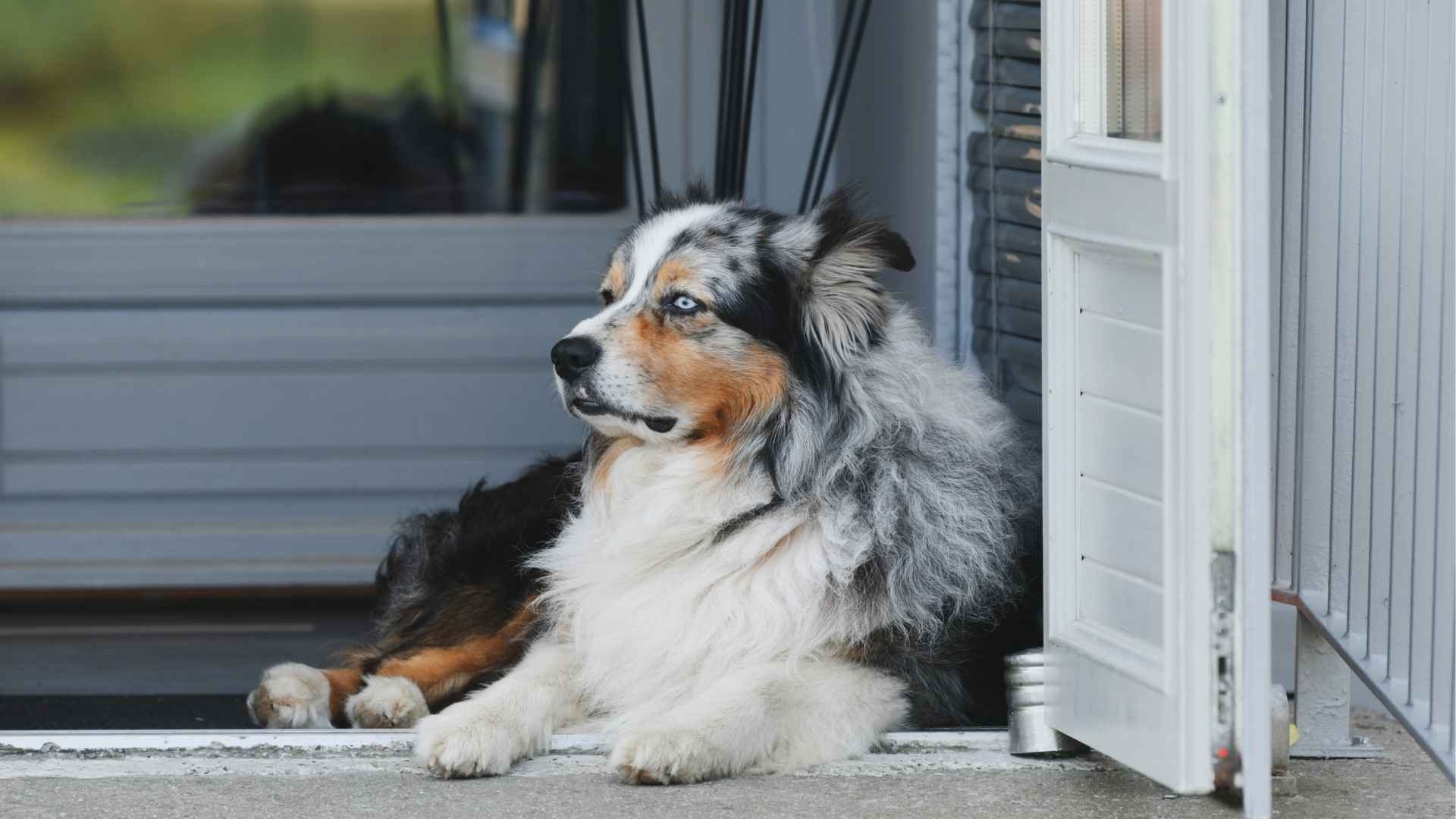 7 Relaxed Watchdog Dog Breeds for A Calm Home Security