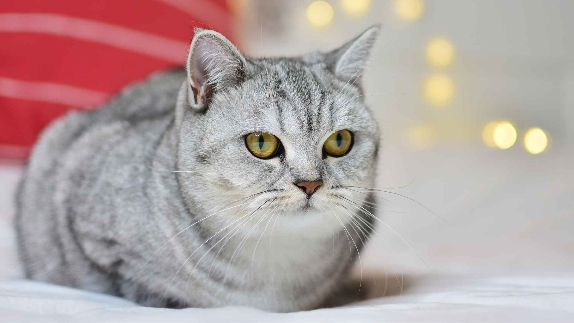 7 Sand-Colored Cat Breeds with Warm and Beautiful Coats