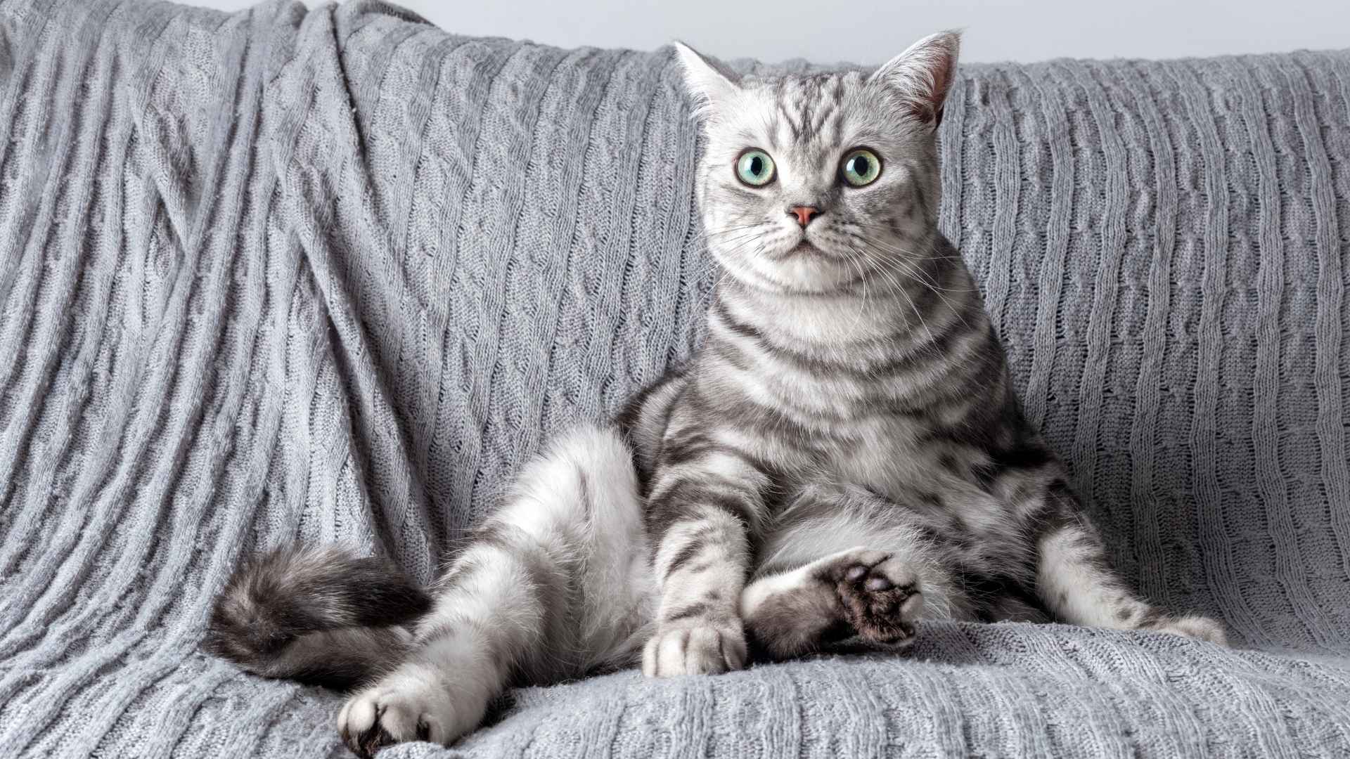 7 Silver Tabby Cat Breeds with Unique Patterns & Personalities