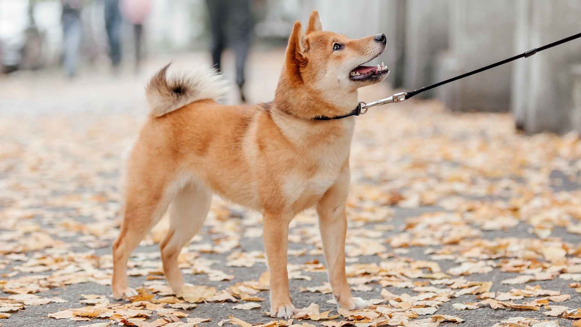 7 Stubborn Dog Breeds with a Mind of Their Own