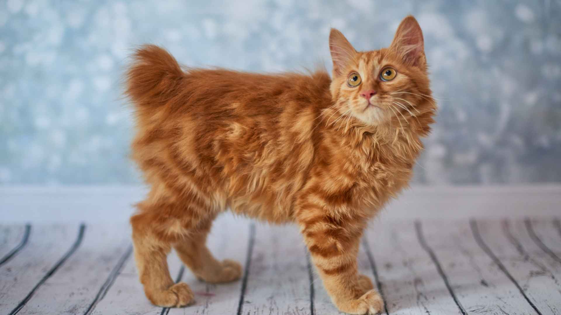 7 Stubby Tail Cat Breeds with Unique and Adorable Looks
