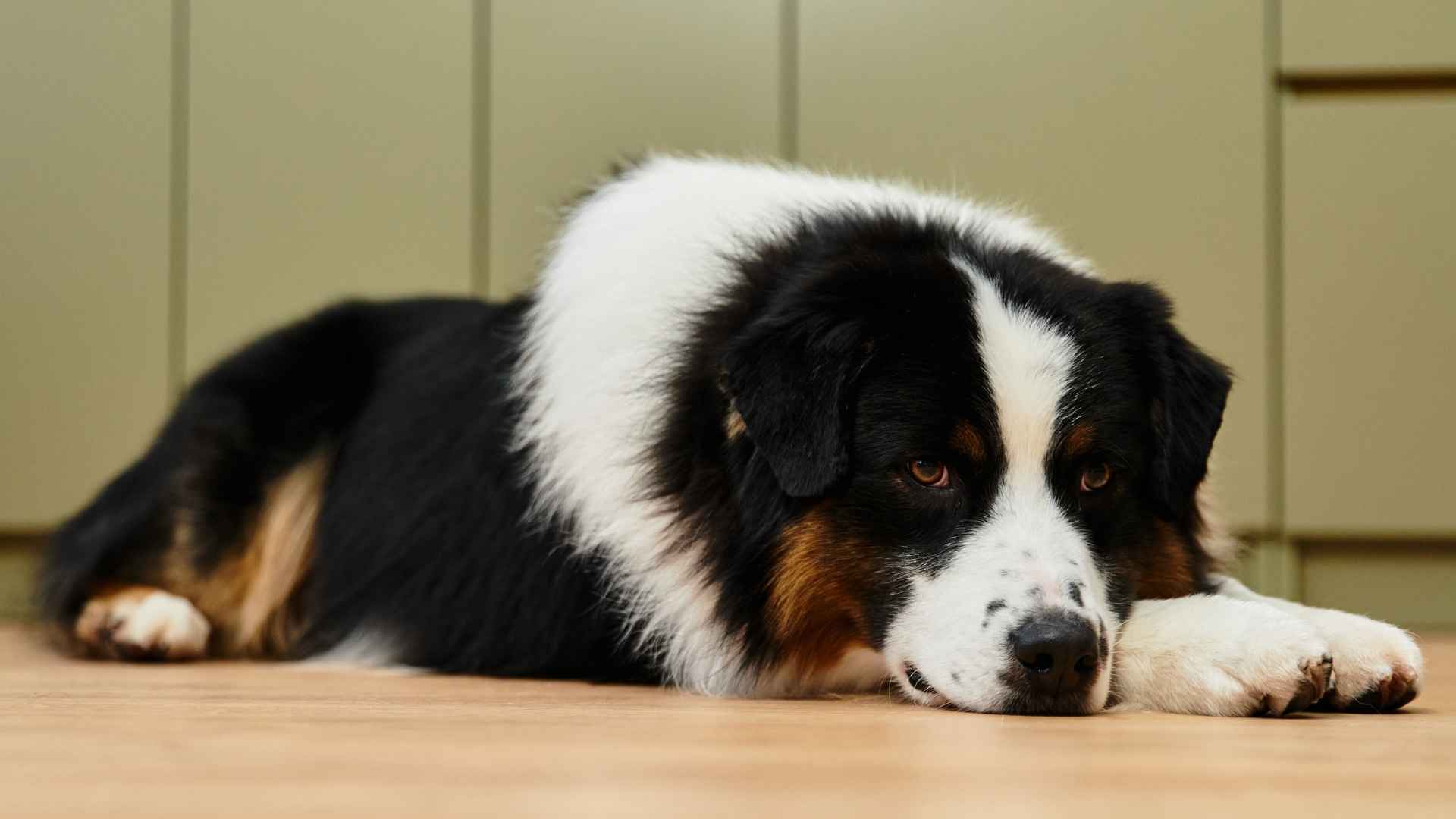 7 Super Lazy Massive Dog Breeds Perfect for Relaxed Homes