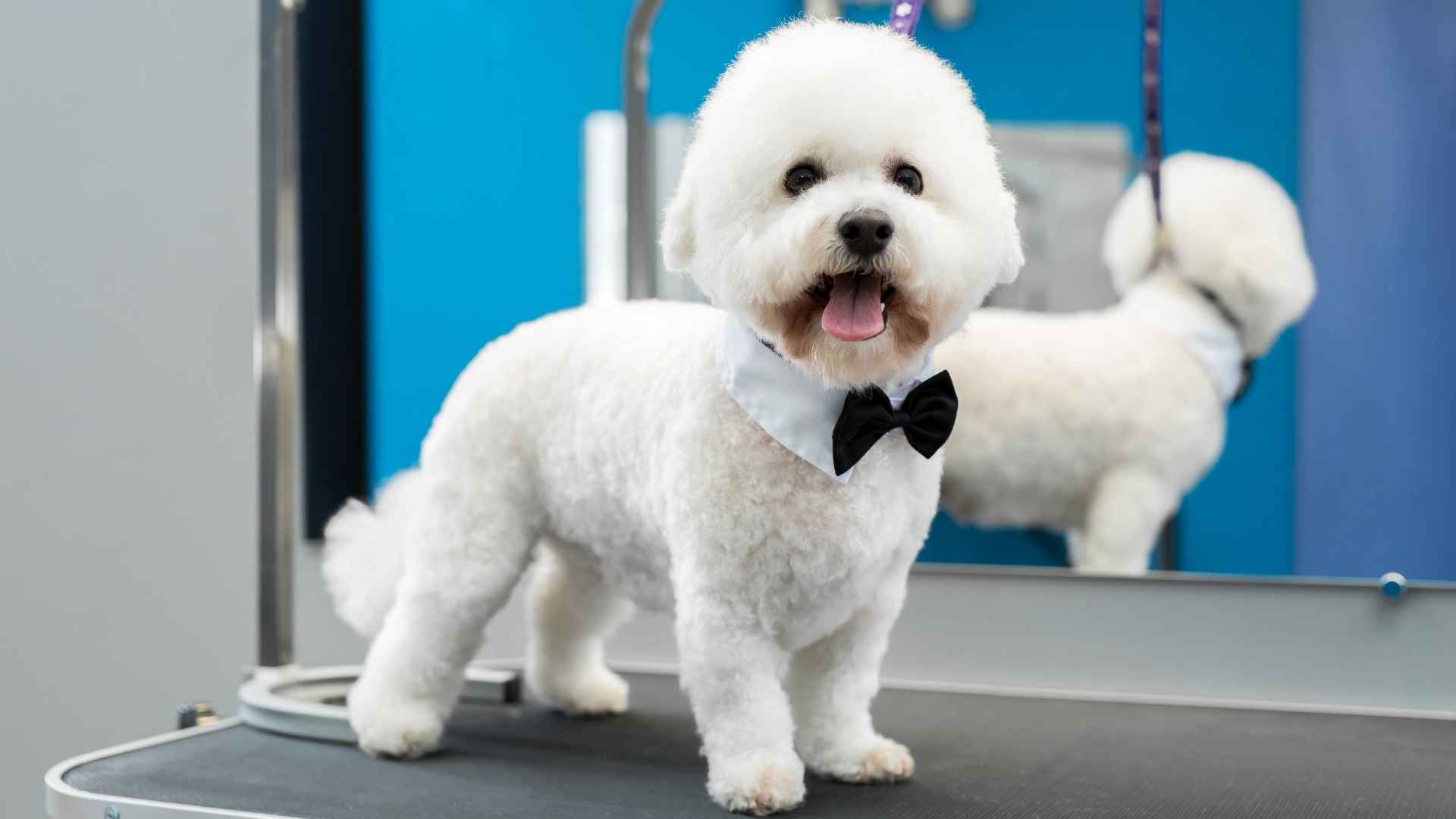 7 Teacup Dog Breeds that Require Frequent Grooming for a Stylish Look