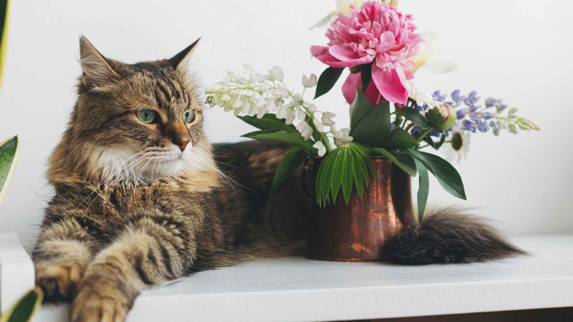 7 World’s Most Luxurious Cat Breeds to Adore