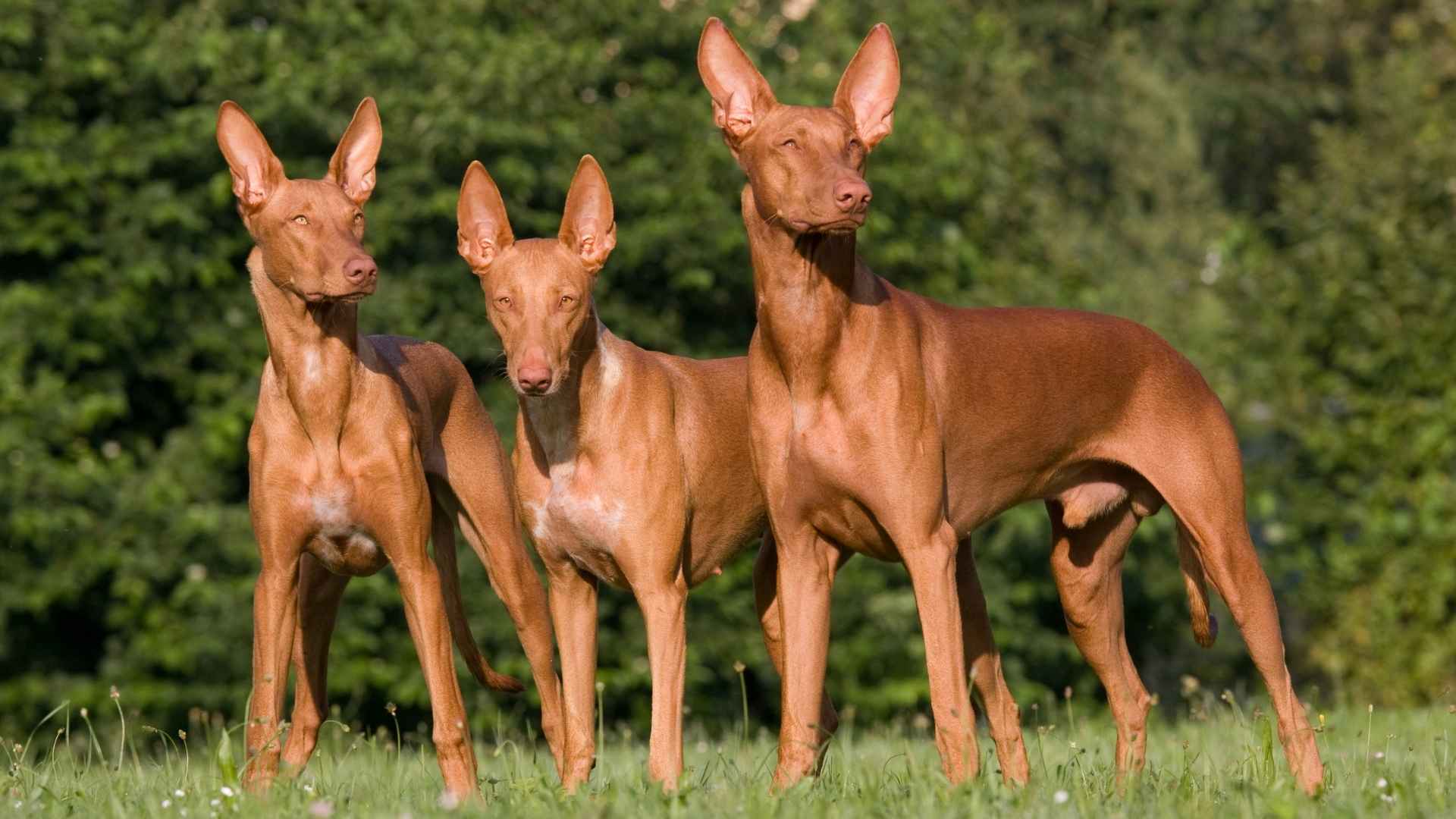 9 Ancient Dog Breeds That Still Exist Today