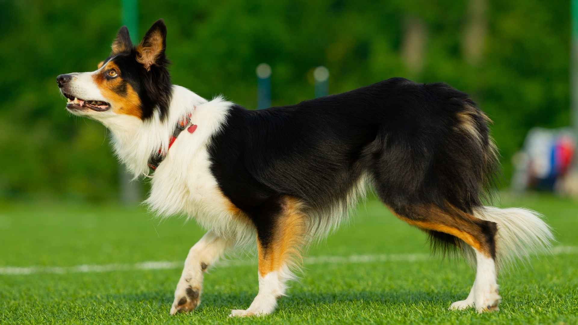 9 Athletic Mid-Sized Dog Breeds for Active Lifestyles