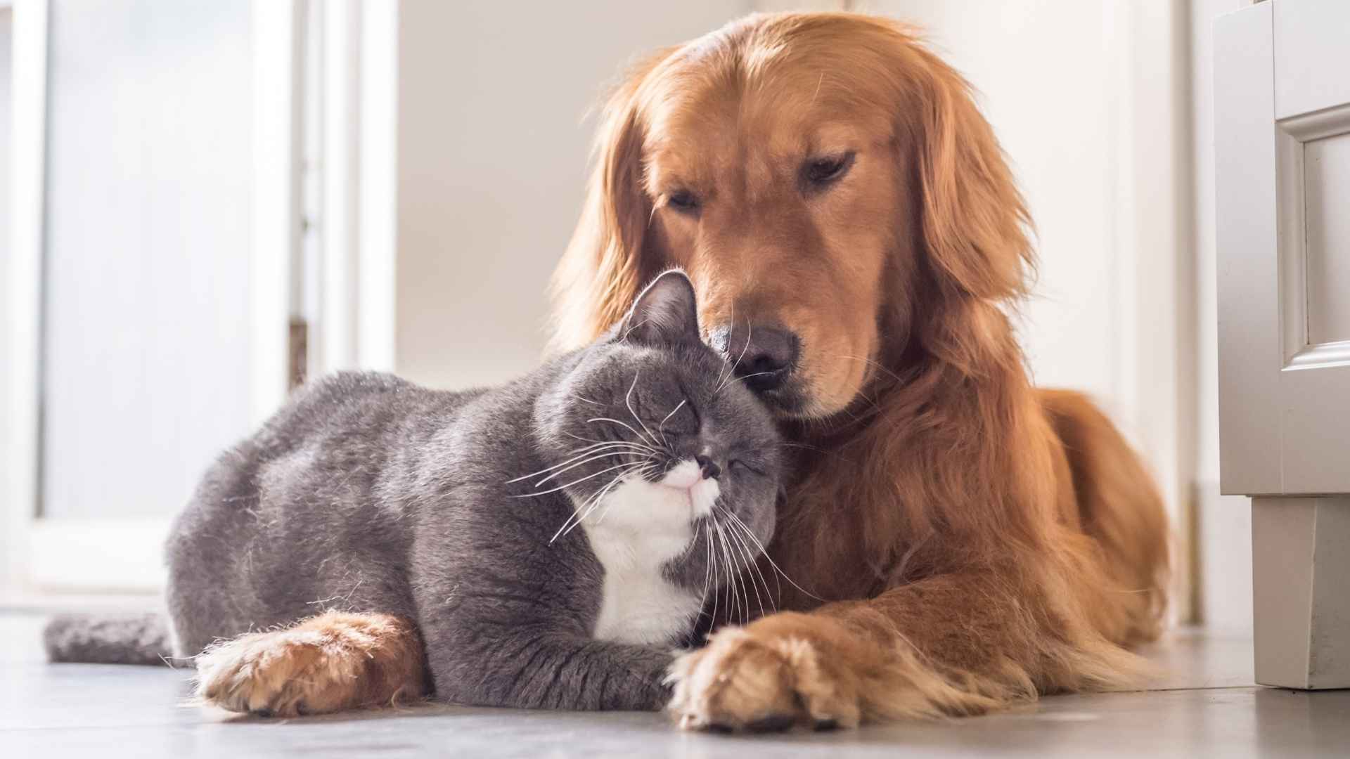 9 Best Cat Breeds that are Good with Dogs for Happy Pet Households (1)