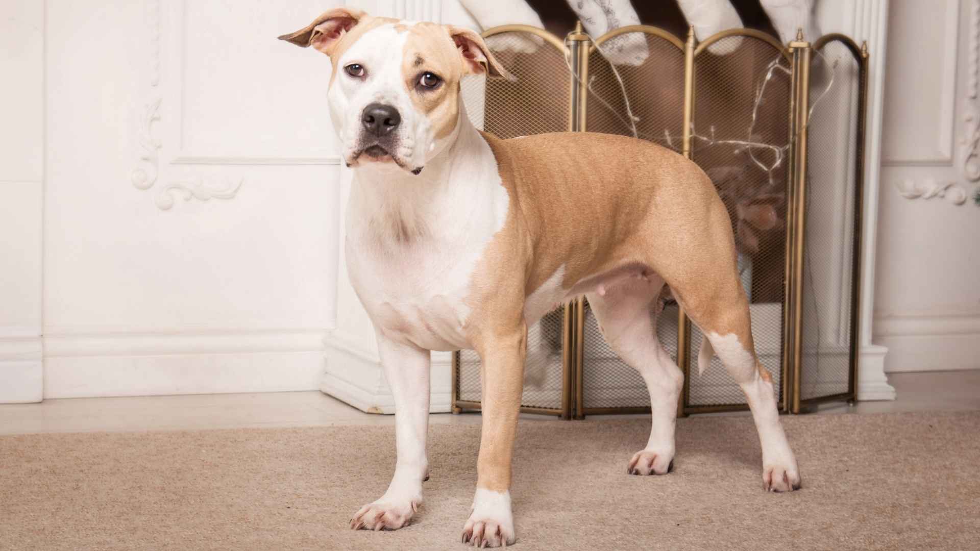 9 Best Compact Medium Dog Breeds for All Homes