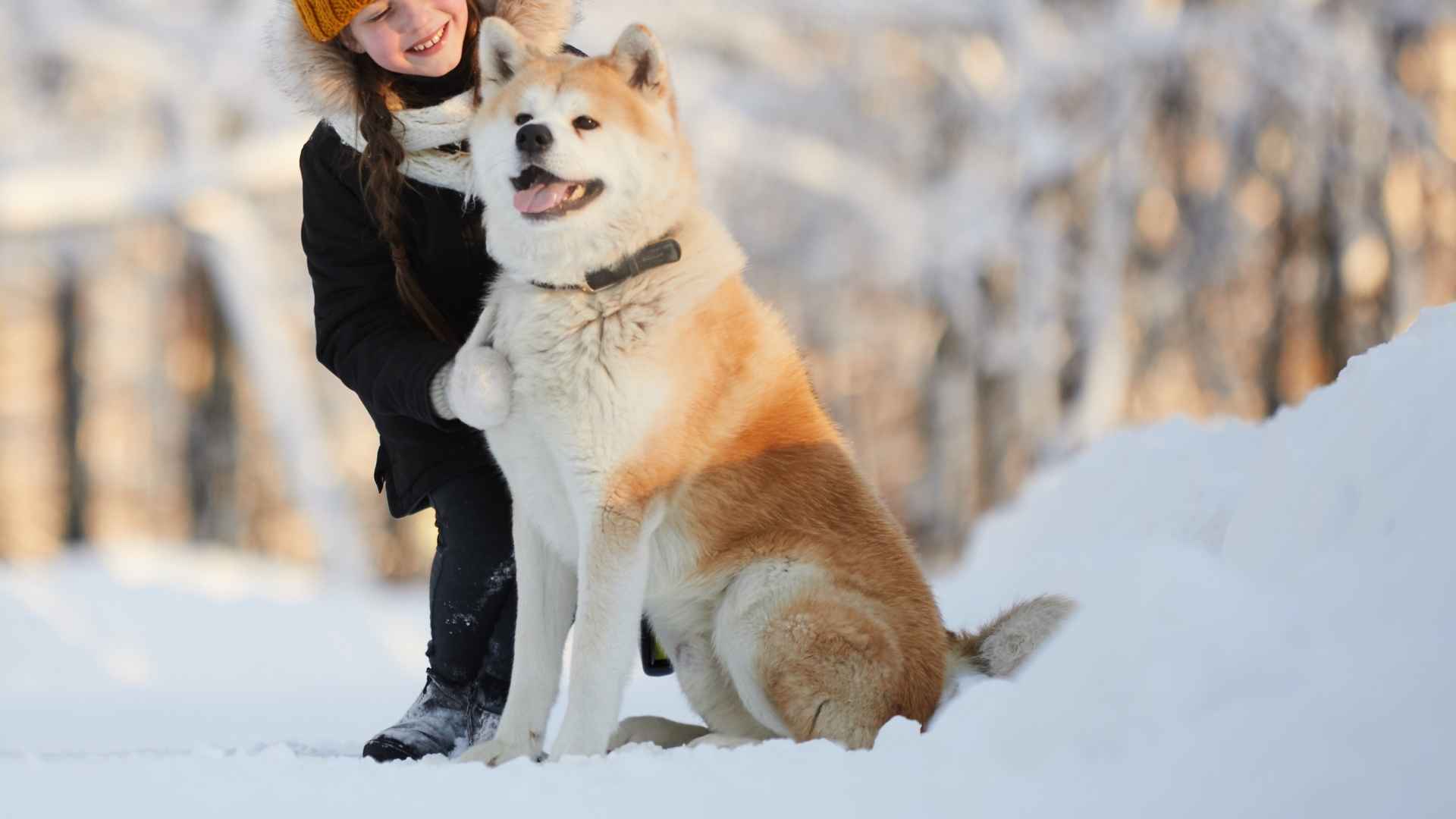 9 Best Dogs for Cold Climates and Snowy Environments