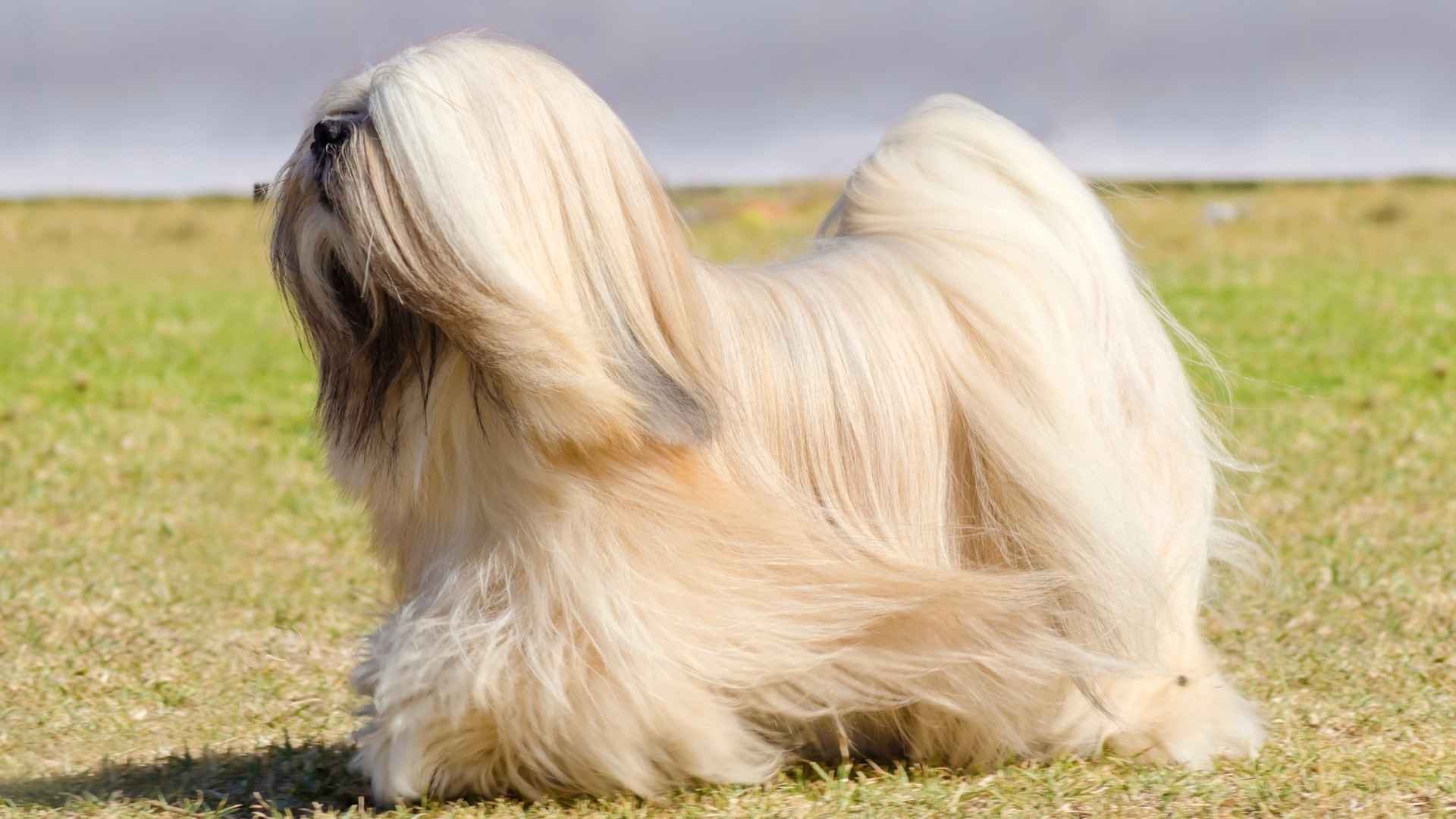 9 Best Flowing Coat Dog Breeds with a Regal Appearance