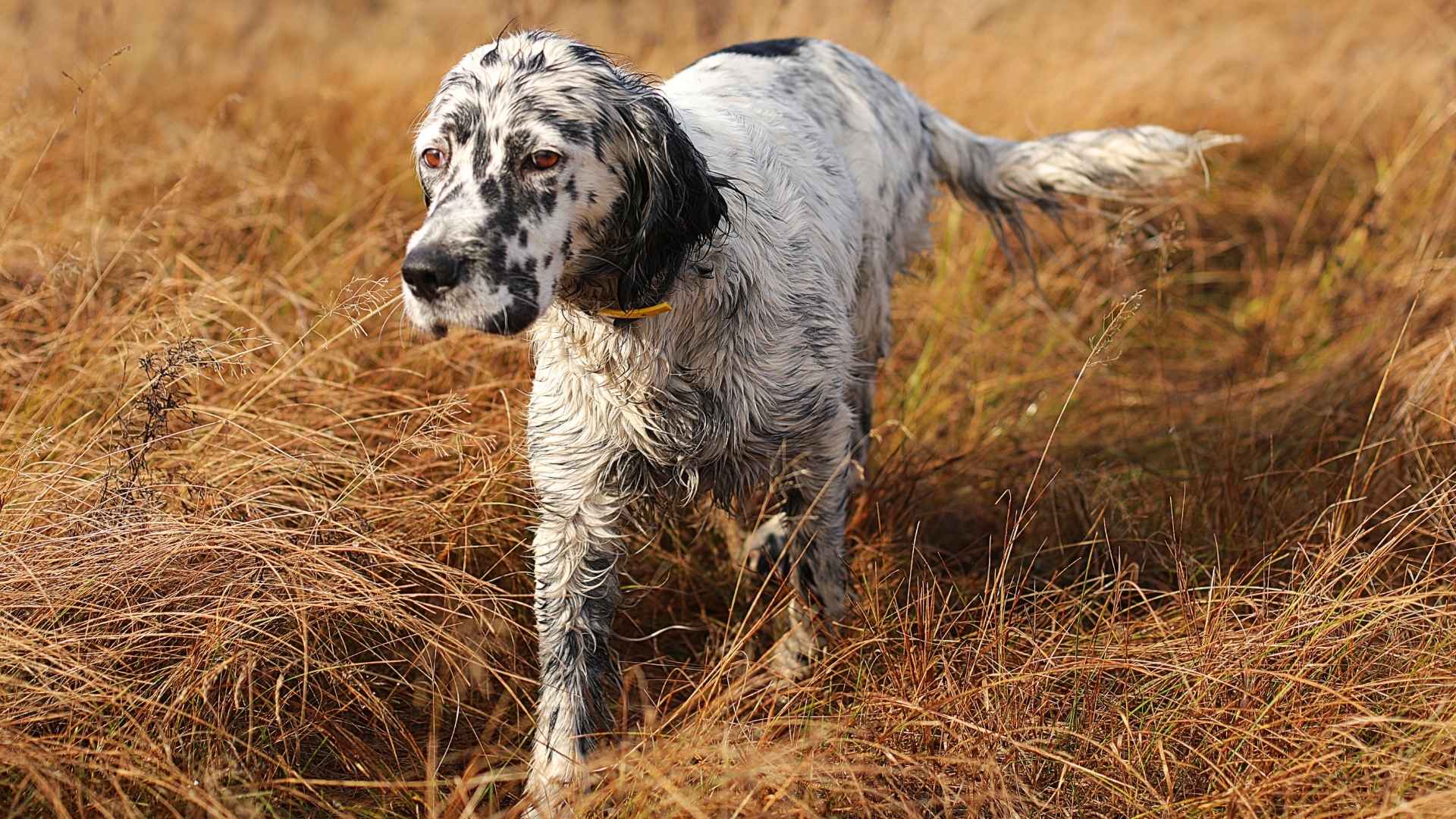9 Best Hunting and Tracking Dog Breeds for Every Outdoor Enthusiast