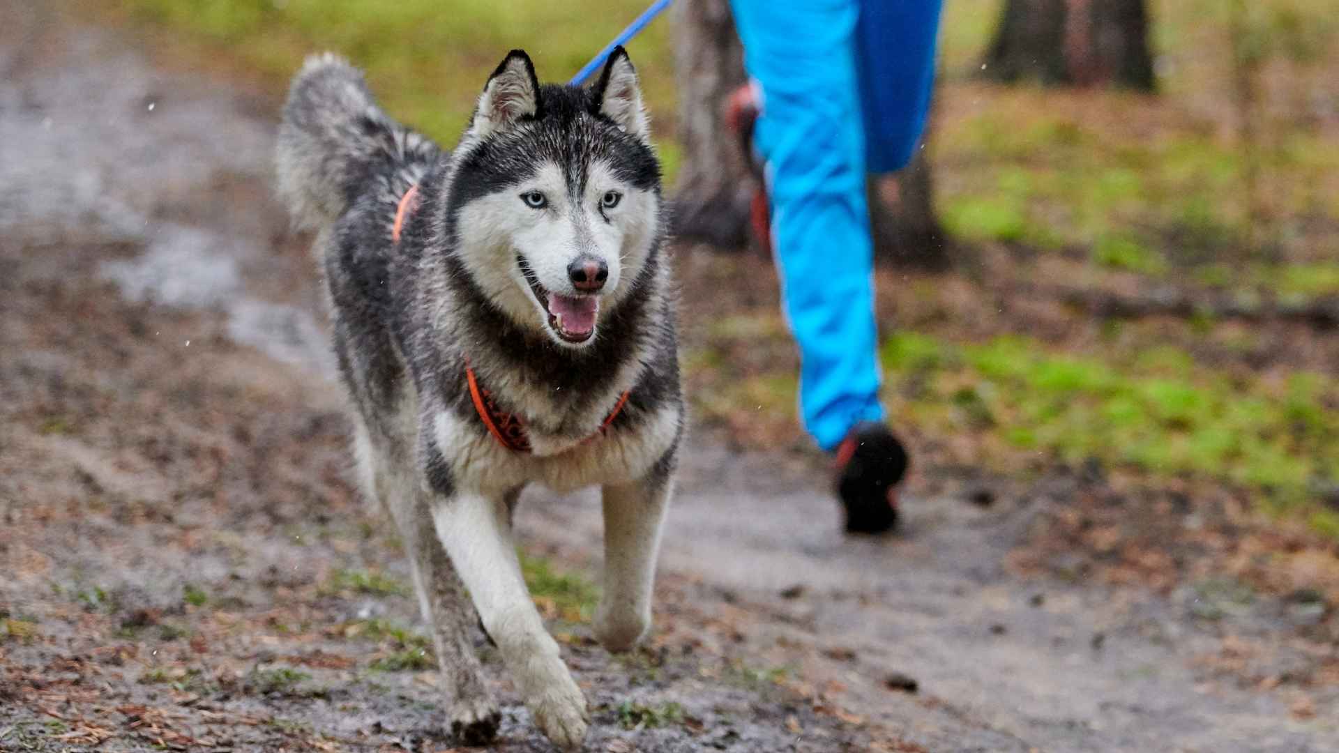 9 Best Long-Distance Running Dog Breeds Known For Endurance And Adventure