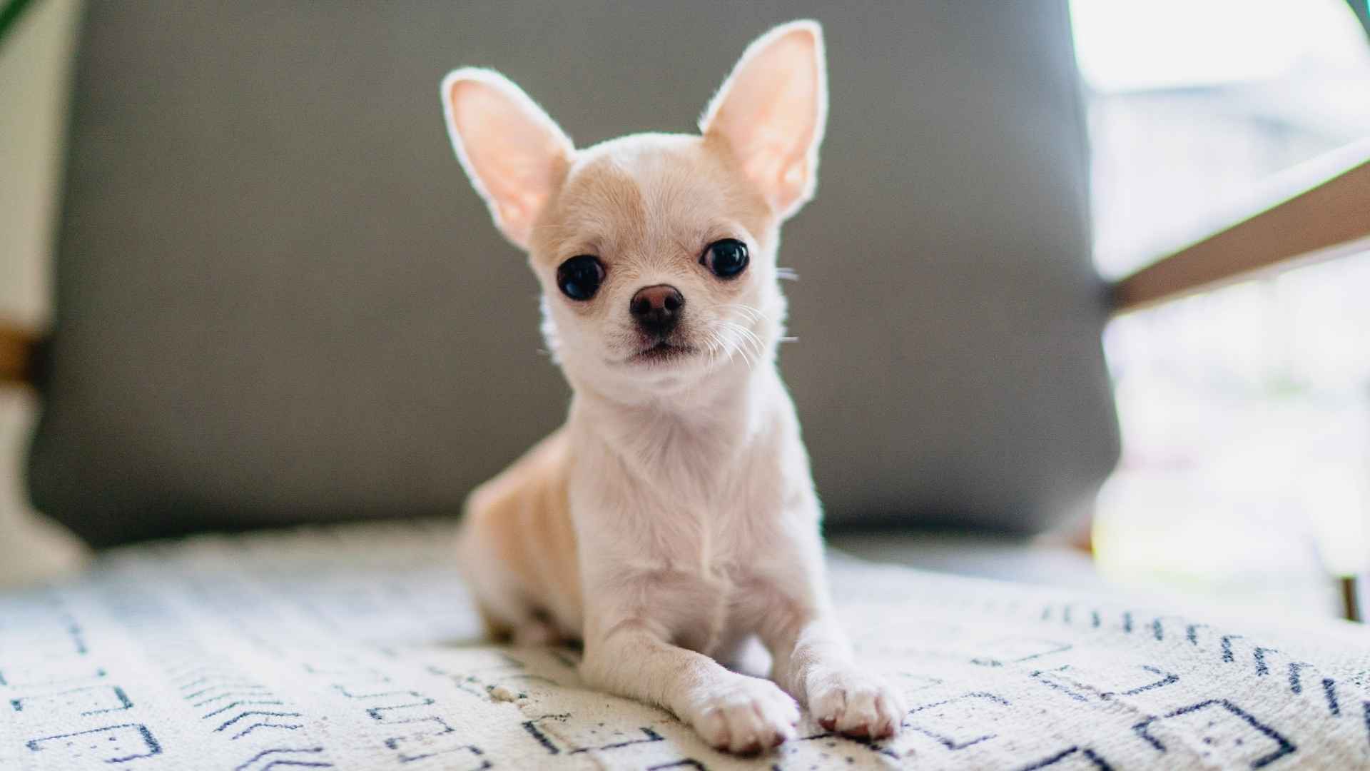 9 Best Miniature Dog Breeds for Apartments with a Long Lifespan