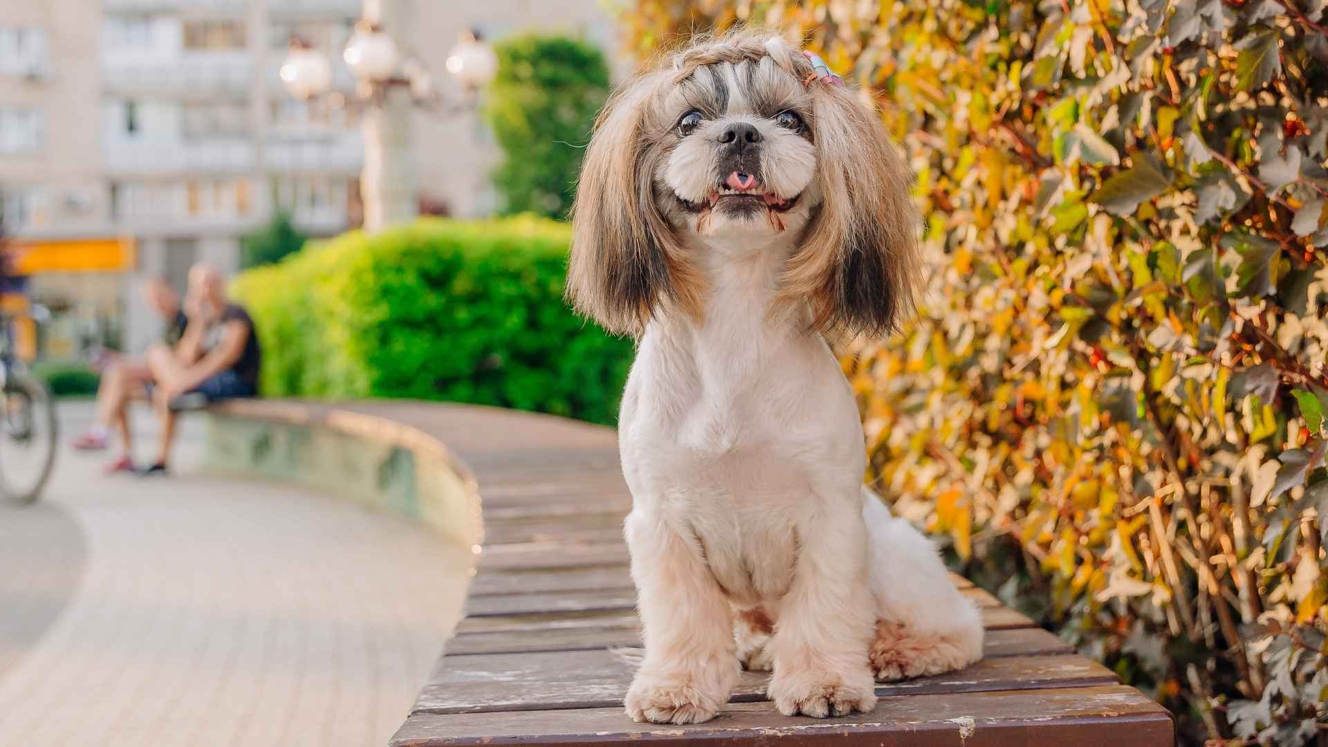 9 Best Miniature Dog Breeds for City Living with a Long Lifespan