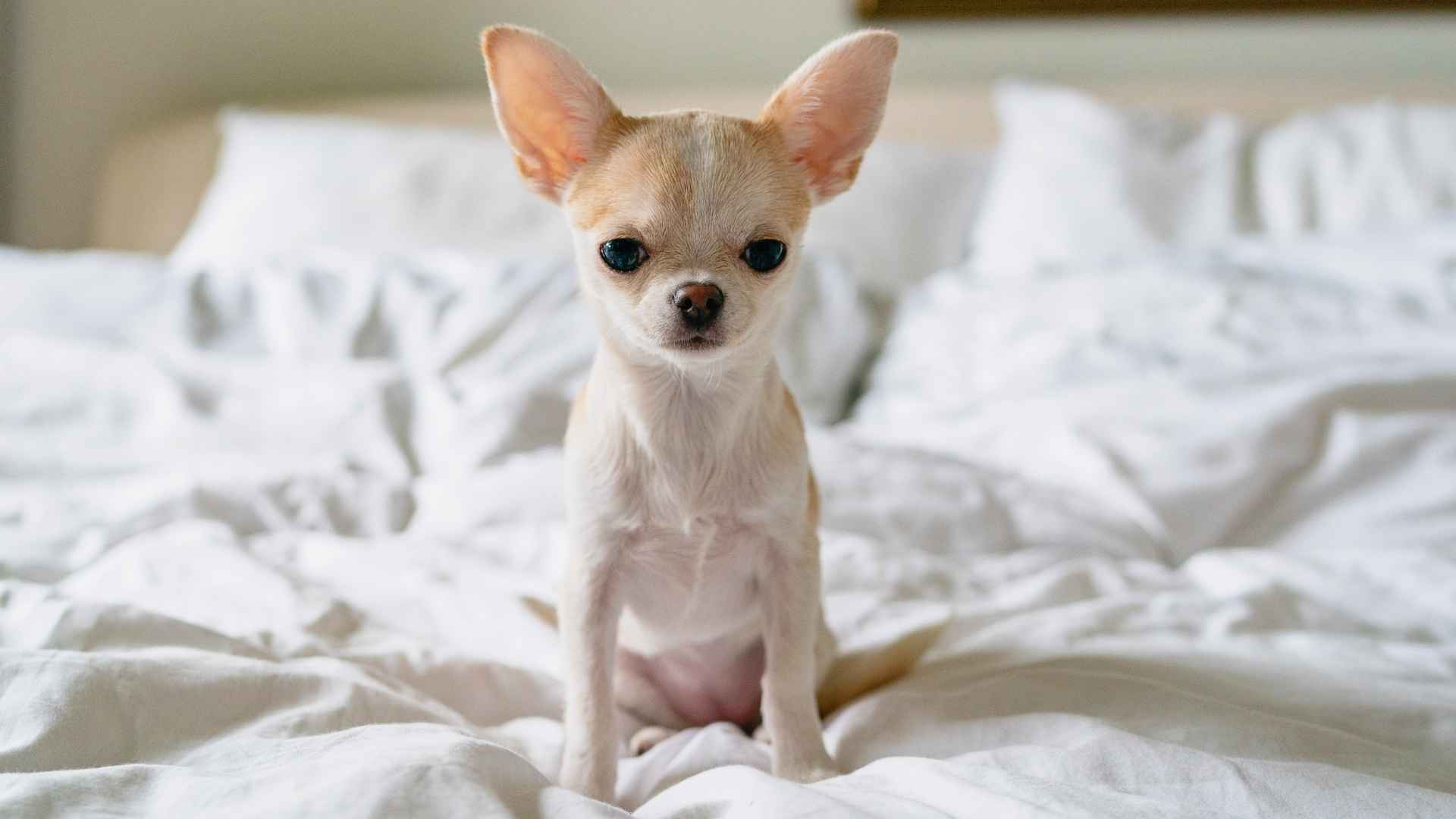 9 Best Pocket-Sized Dog Breeds for Apartments: Tiny Dogs, Huge Love
