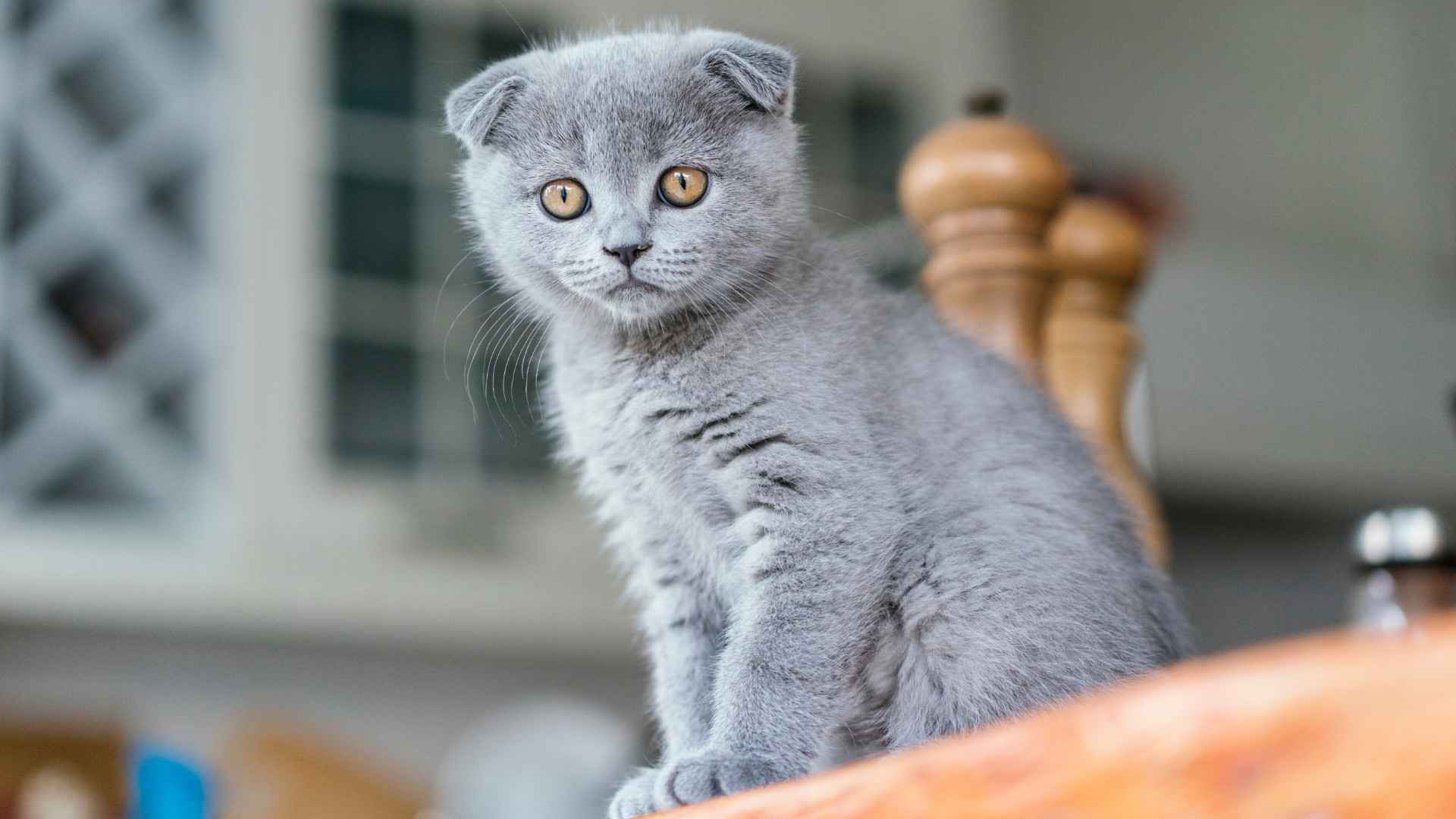9 Cat Breeds With Intense Eyes That Captivate Your Heart
