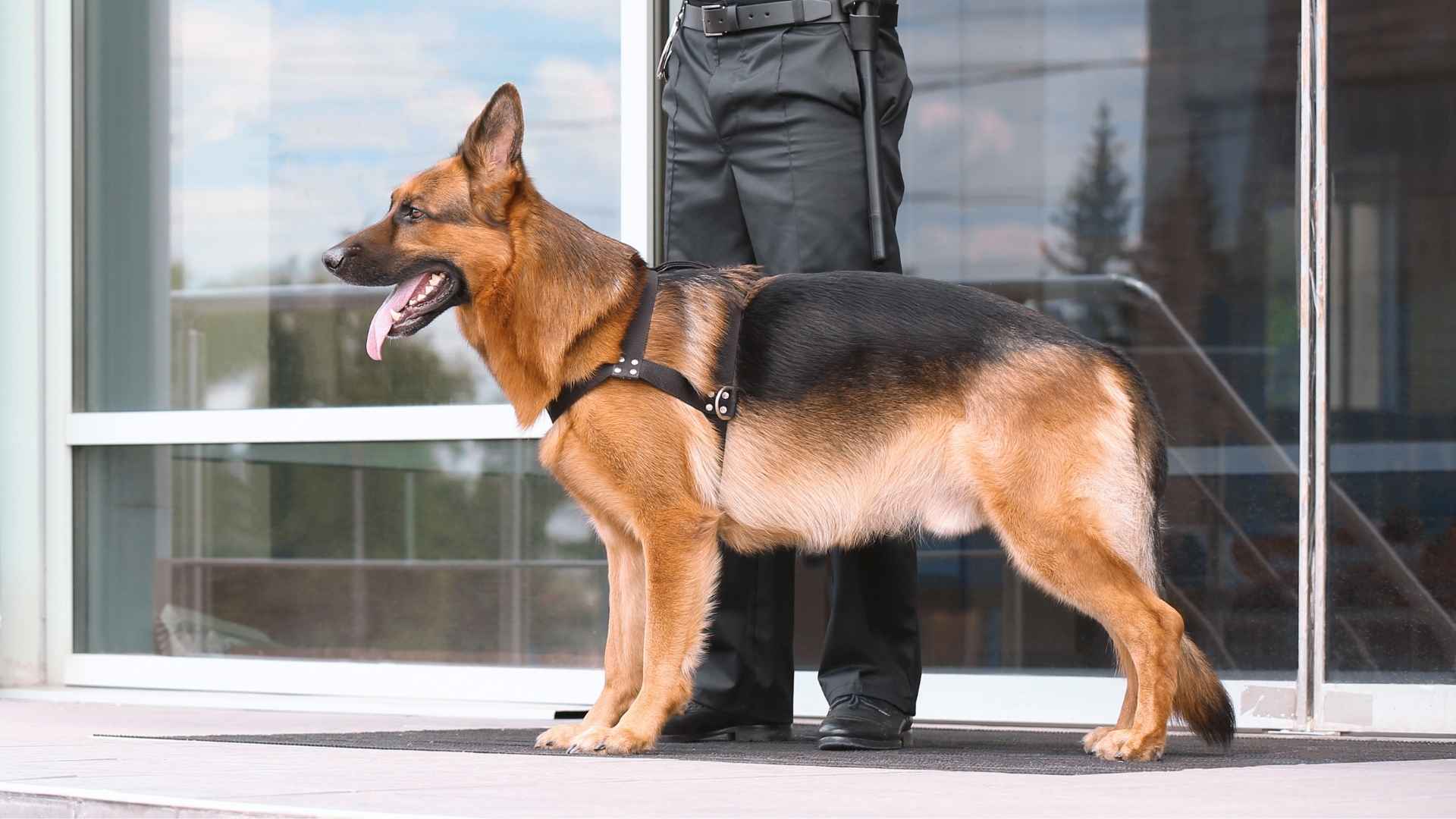 9 Confident Guard Dog Breeds for Reliable Protection and Safety
