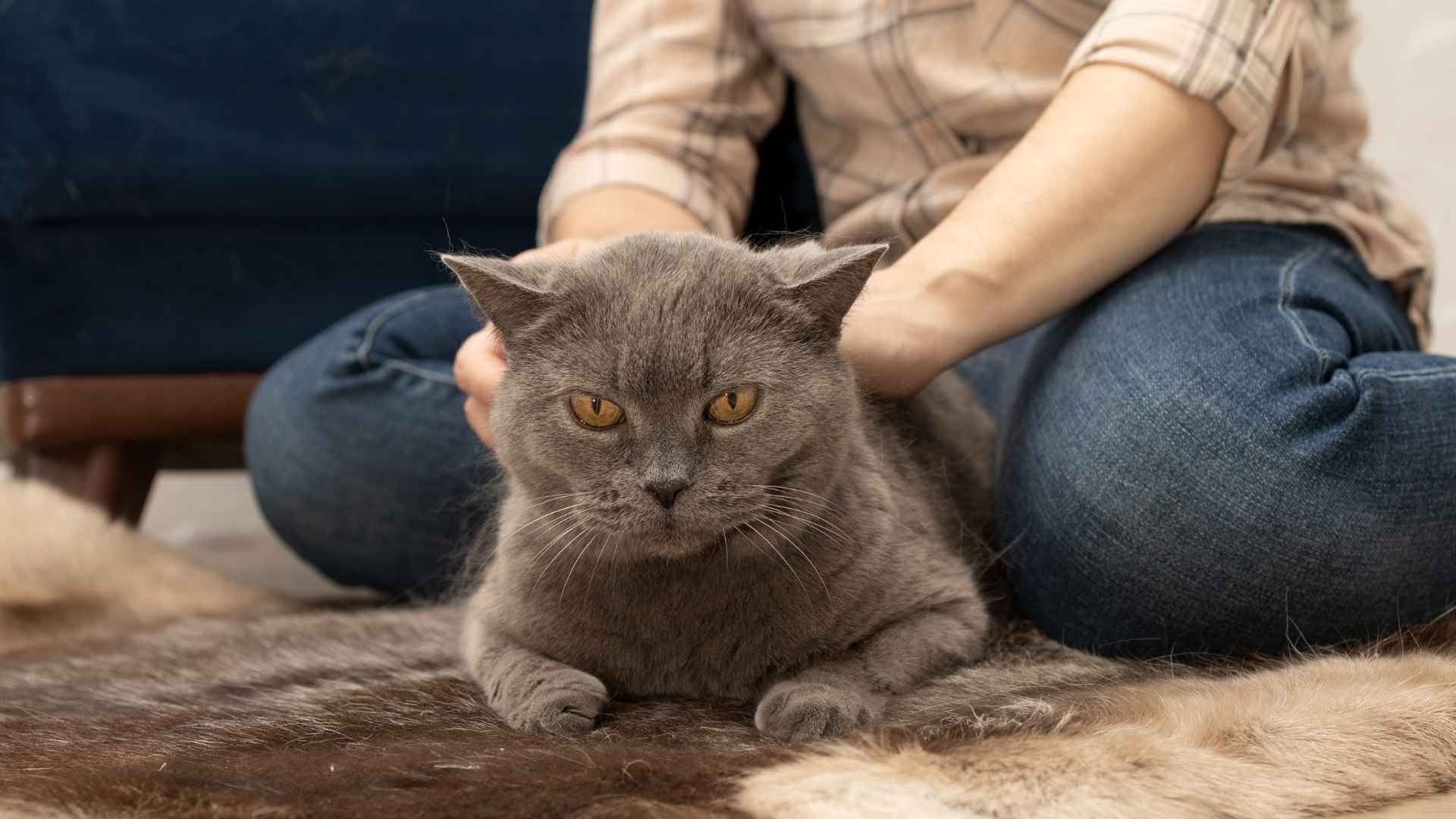 9 Cuddly Short-Haired Cat Breeds That Are Purr-fect for Lap Time
