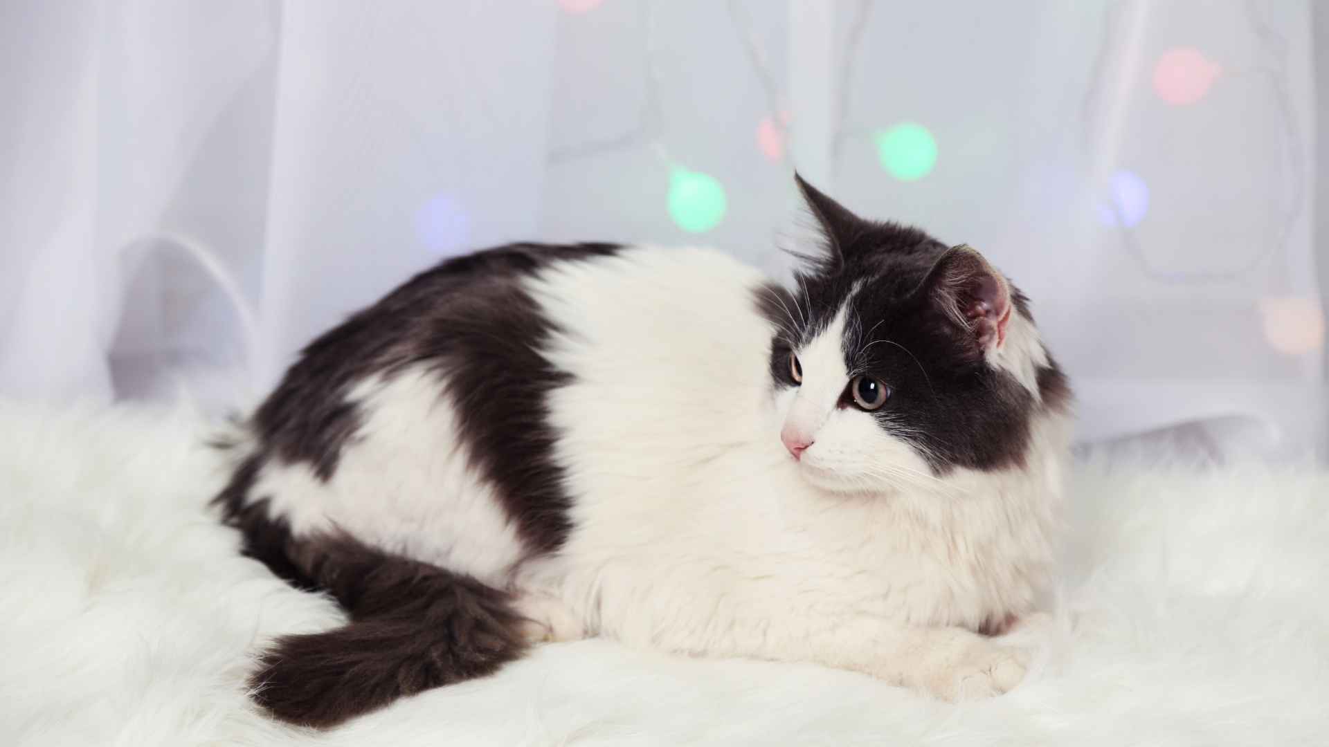 9 Different Tuxedo Cats Breeds – Black & White Beauties You’ll Love!