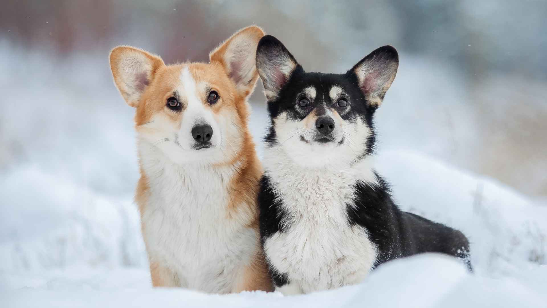 9 Dog Breeds that Love the Cold And Can Handle Freezing Temperatures