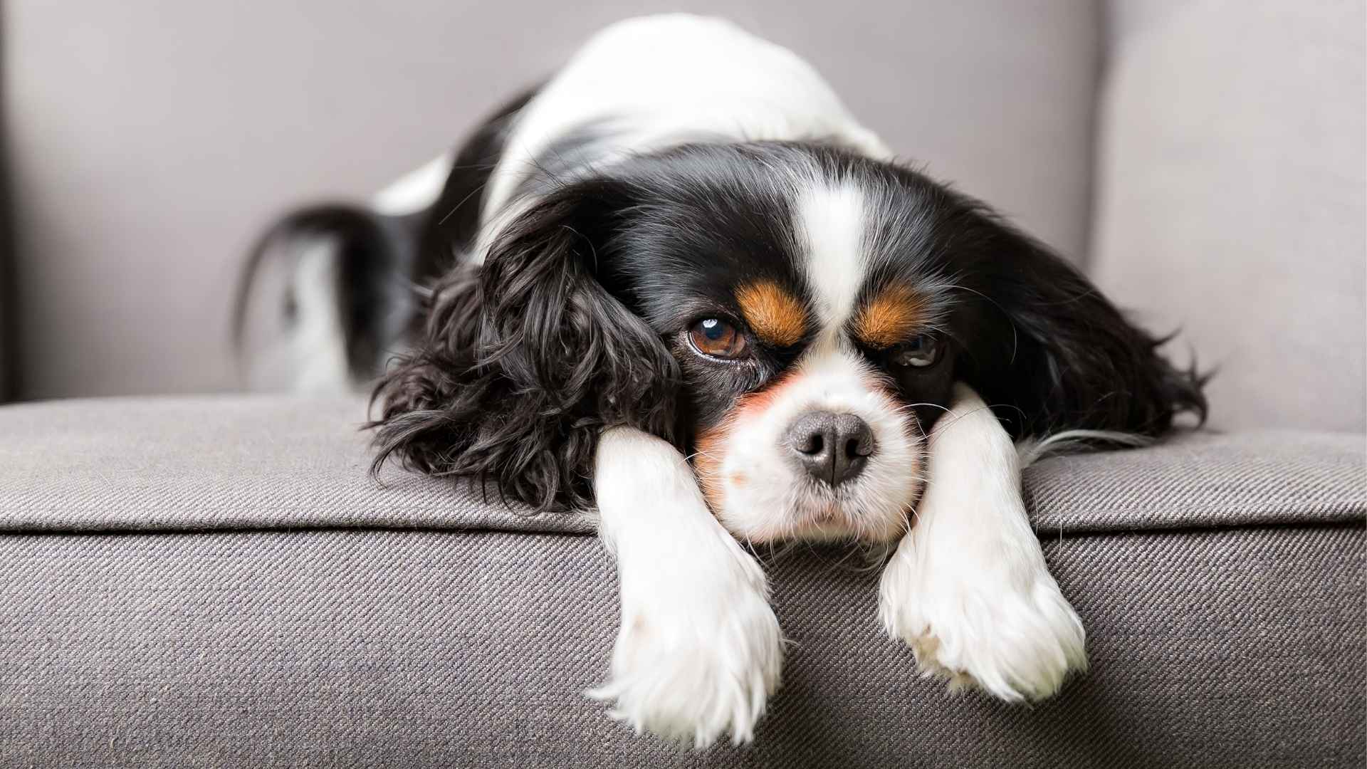 9 Easily Stressed Dog Breeds That Need Extra Care