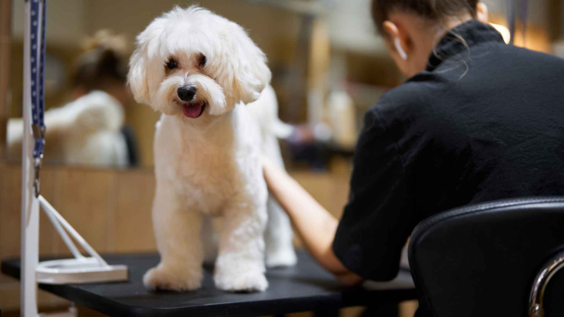 9 Easy to Care Teacup Dog Breeds That Fit Right Into Your Life
