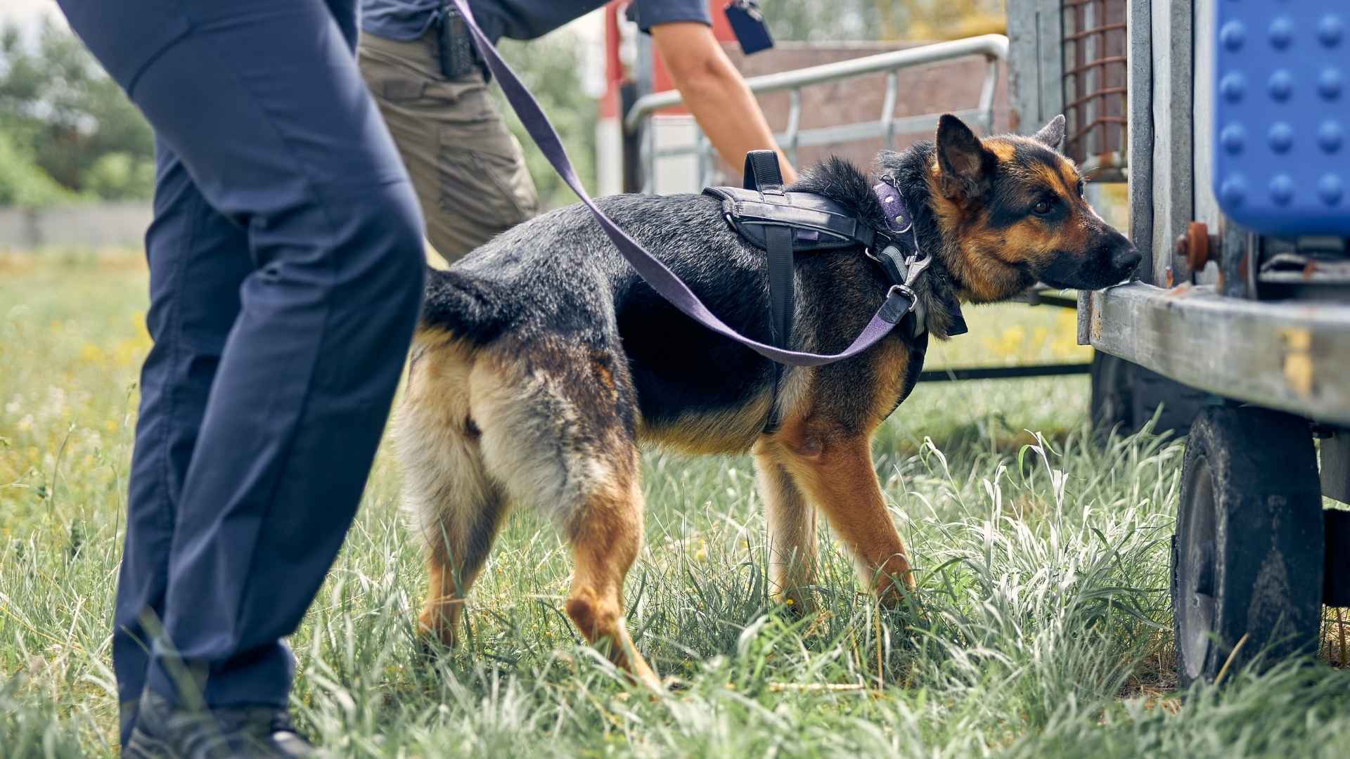 9 Exceptional Sniffing Dog Breeds for Detection Excellence