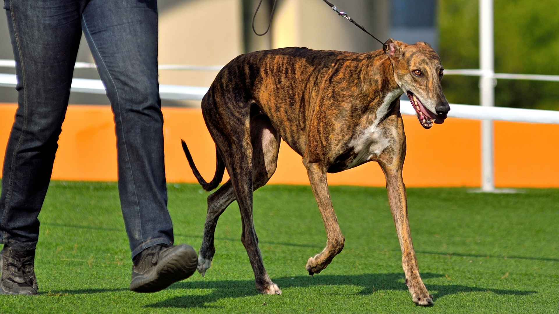 9 Fleet-Footed Dog Breeds That Are Lightning Fast
