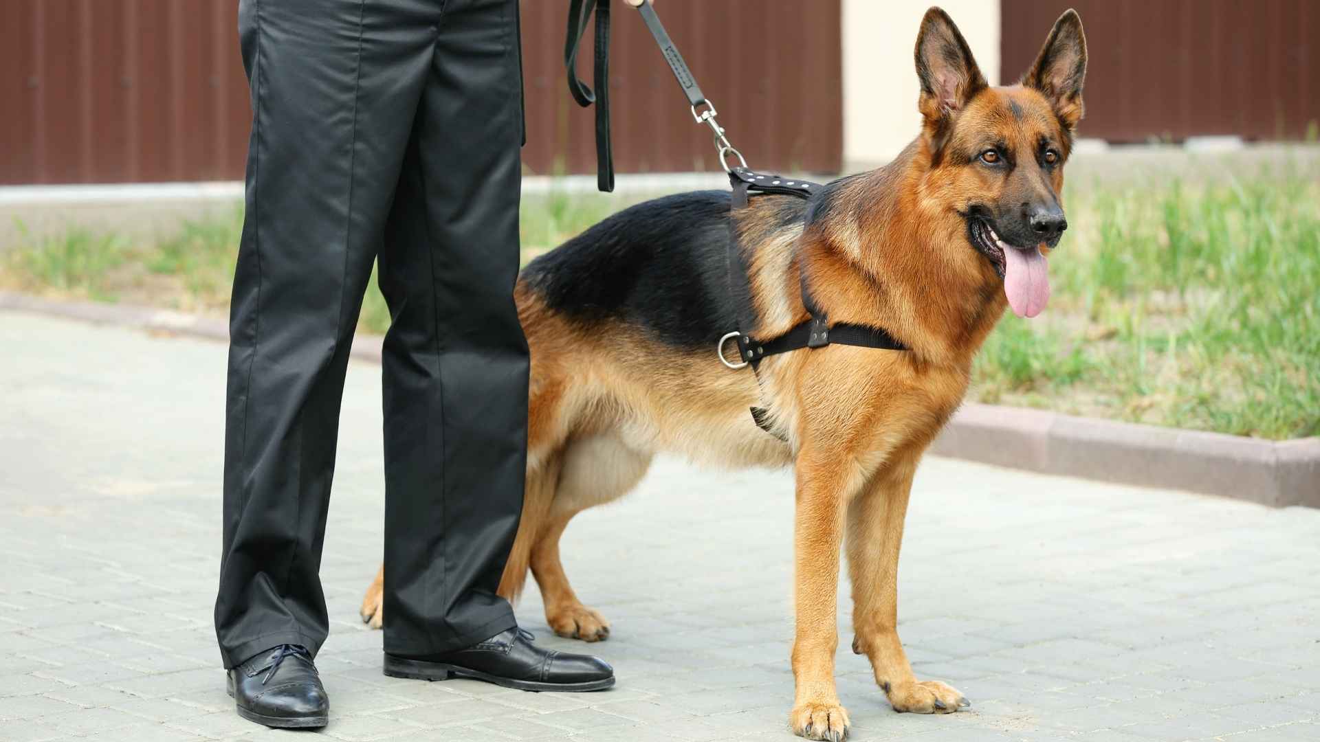 9 Guard Working Dog Breeds with Exceptional Training Potential
