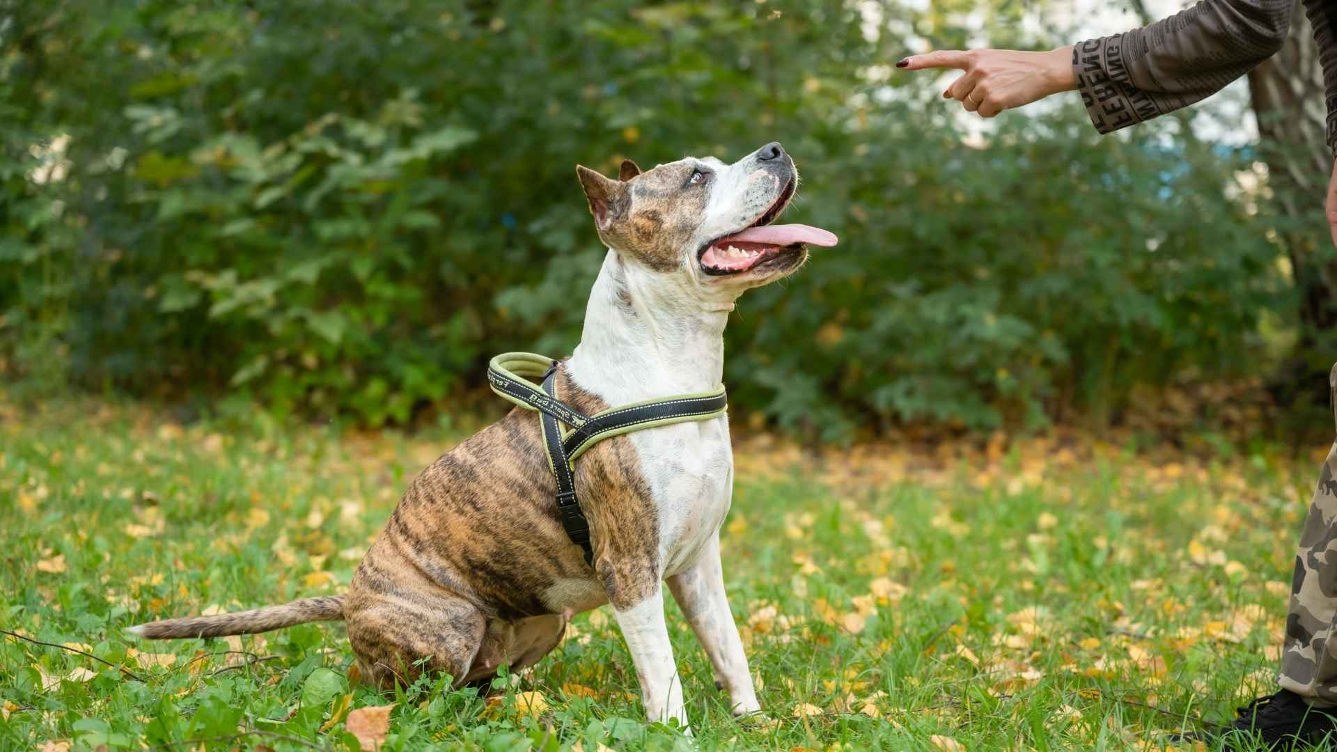 9 Hard-to-Train Dog Breeds with Big Personalities