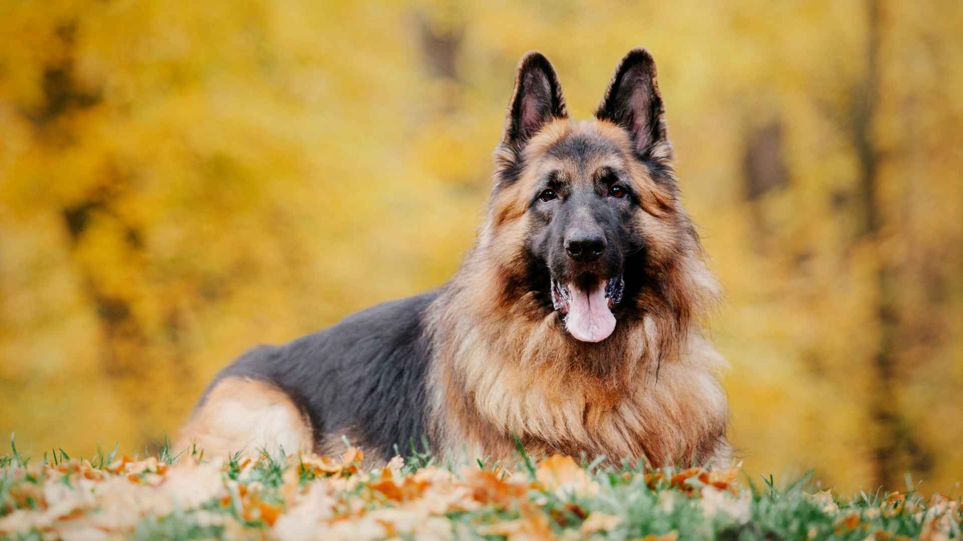 9 Headstrong and Determined Dog Breeds for Dedicated Owners