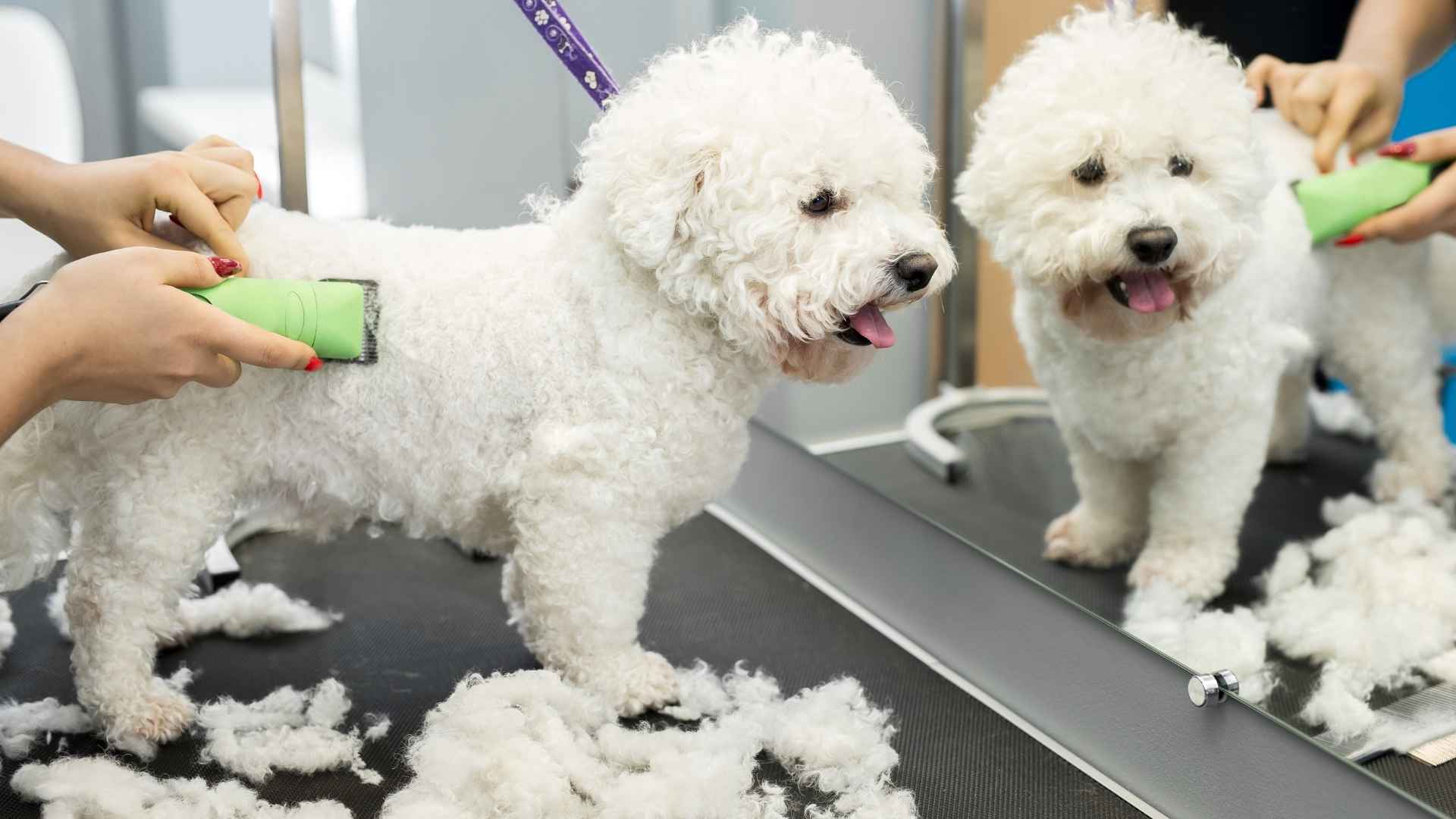 9 High-Maintenance Grooming-Required Dog Breeds