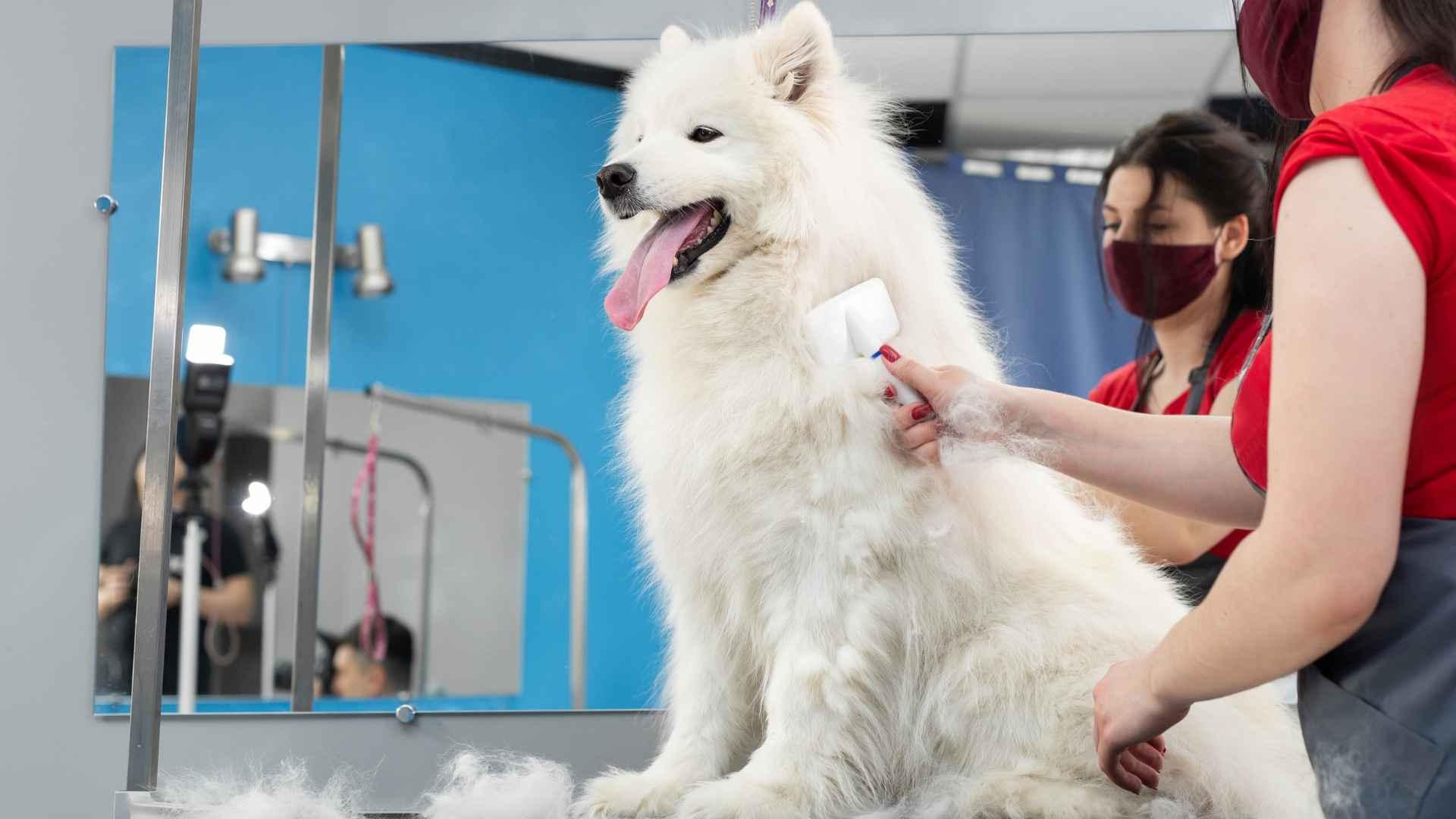 9 Labor Intensive Coat Care Dog Breeds: Groomer’s Dream (or Challenge)
