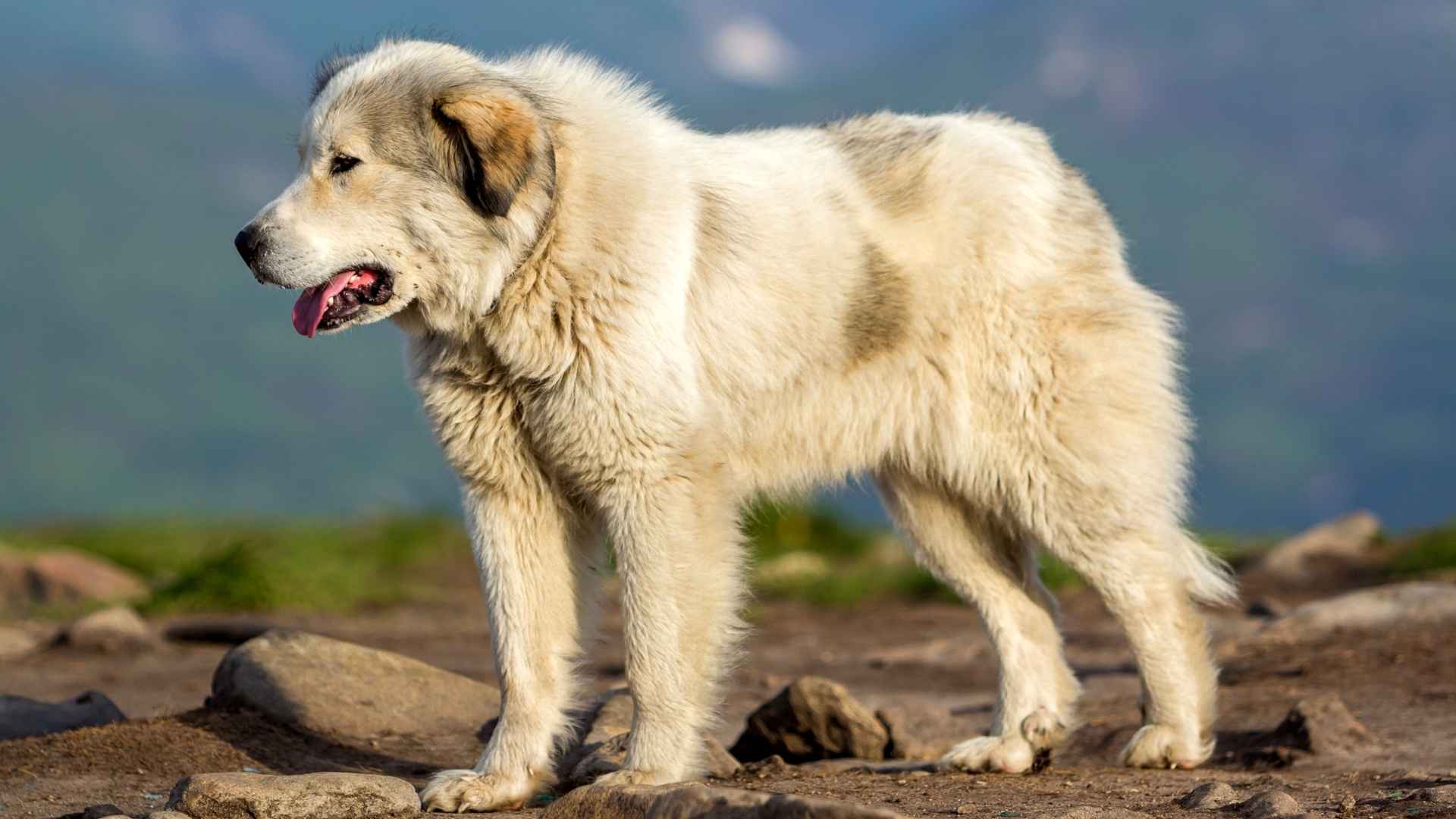 9 Largest Giant Dog Breeds That Will Tower Over Your Heart