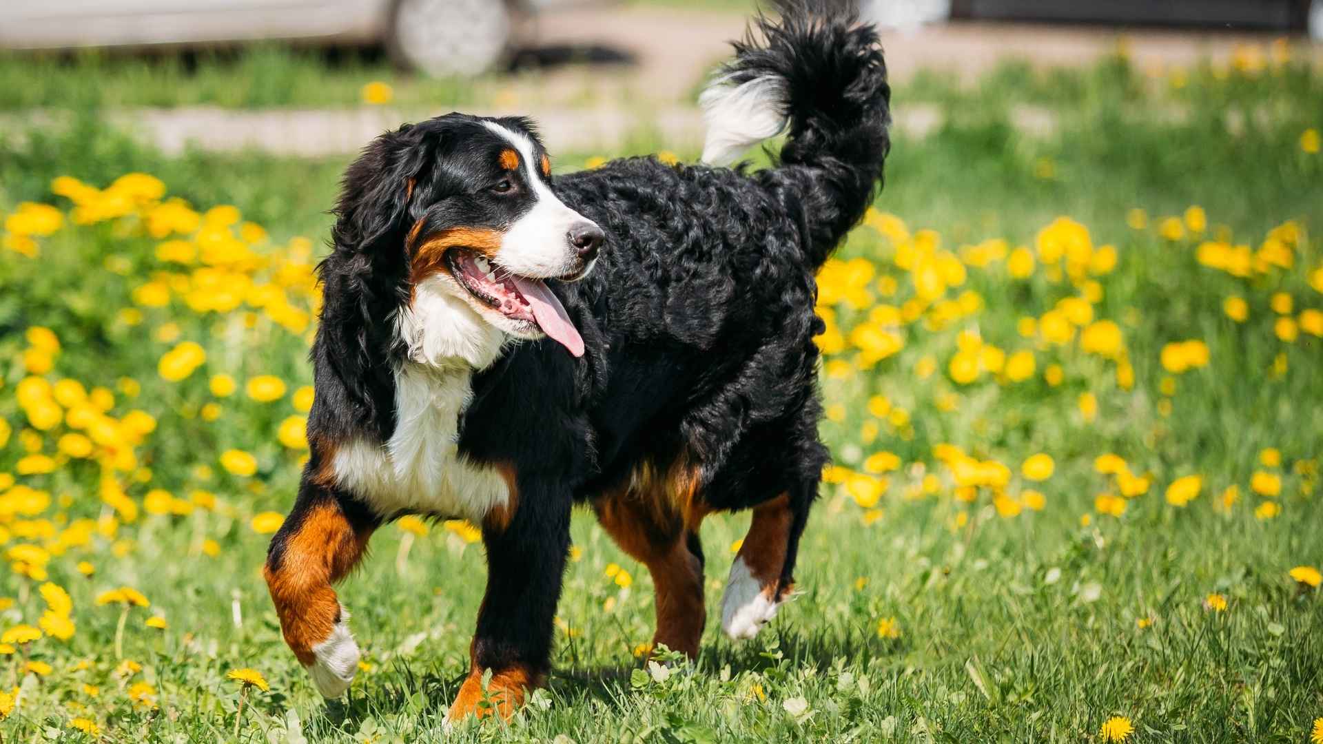 9 Layered Coat Dog Breeds That Are As Fluffy As They Are Fabulous
