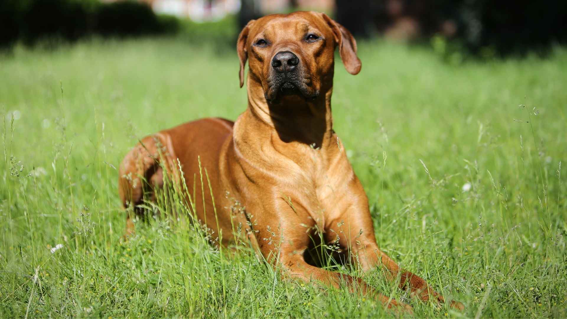9 Least Likely to Snore Dog Breeds You Must Know About