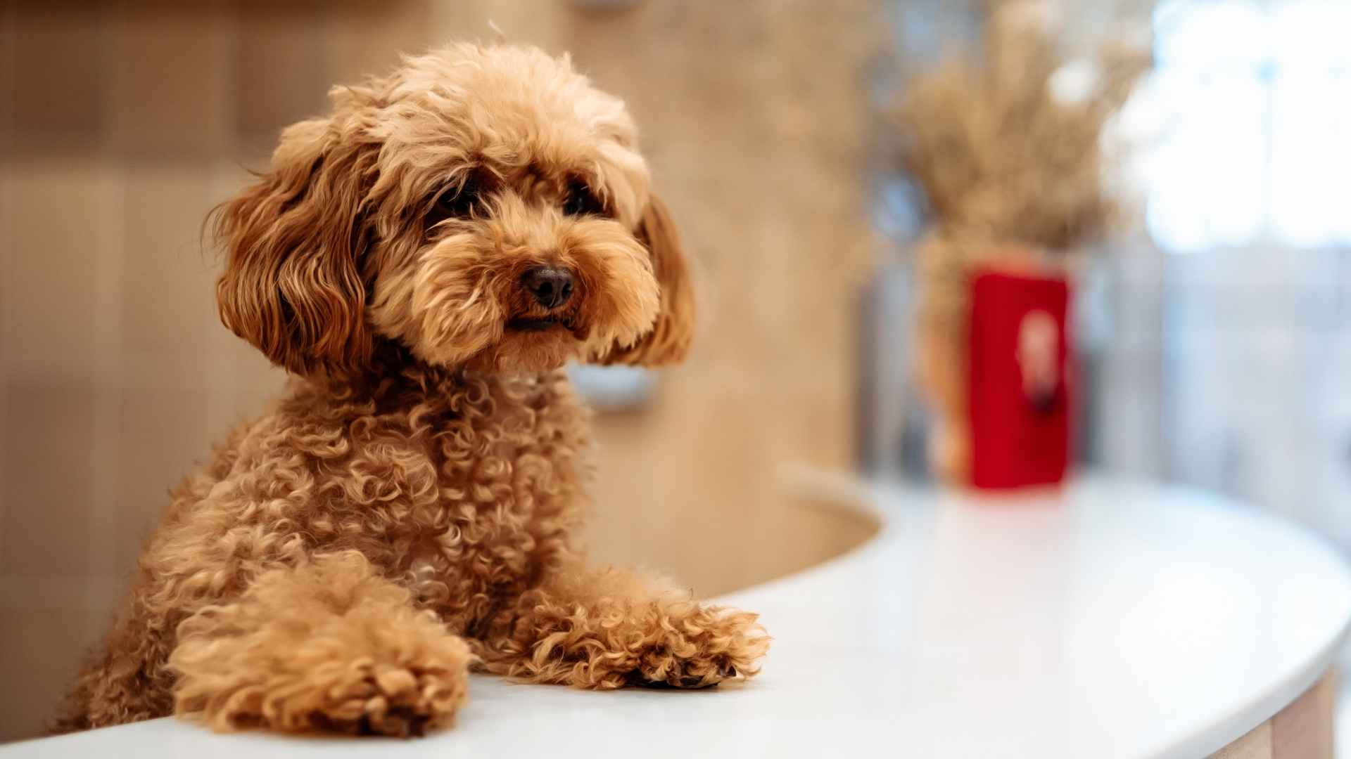 9 Light Drooling Dog Breeds That Are Easy to Clean Up After